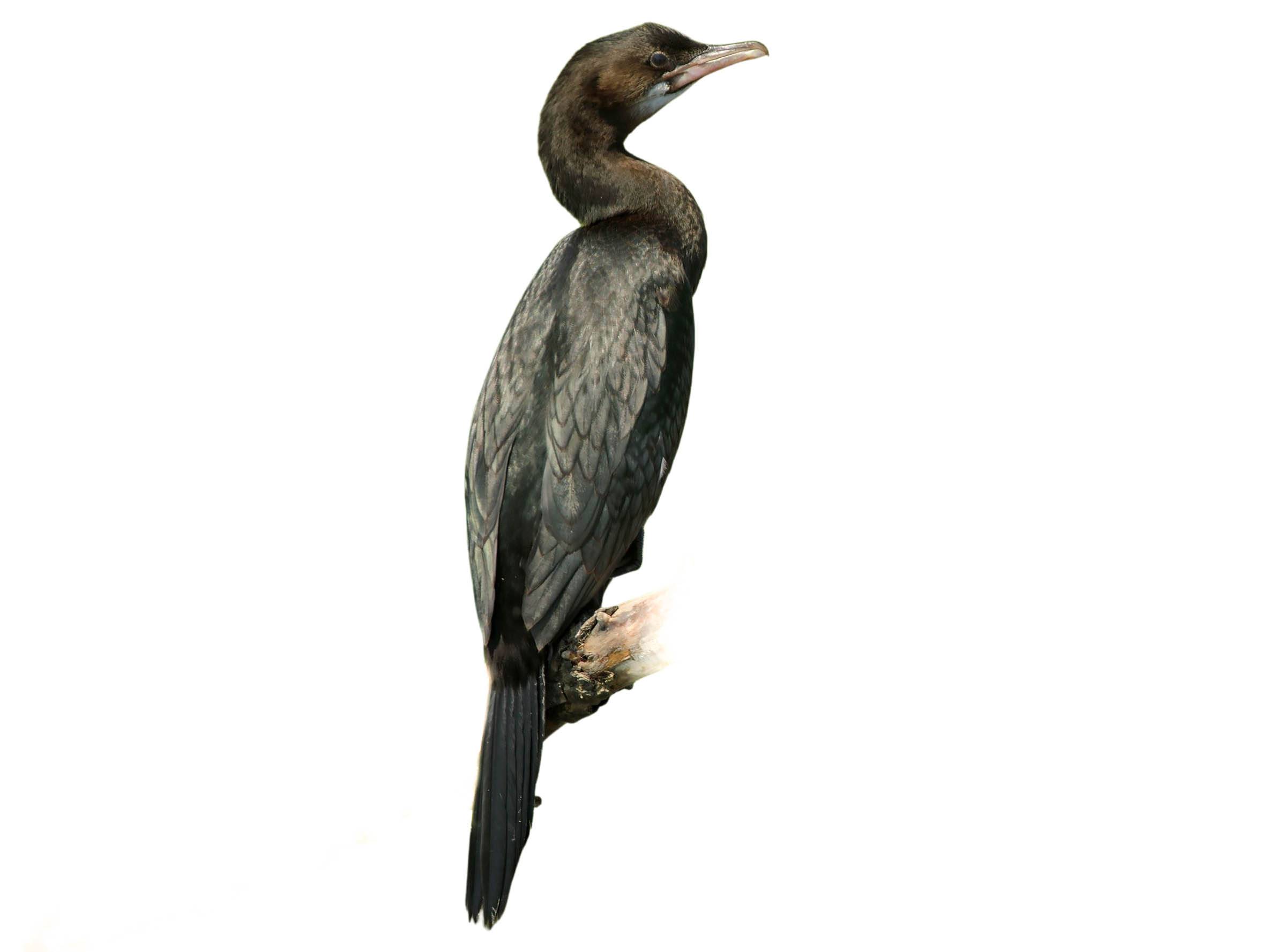 A photo of a Pygmy Cormorant (Microcarbo pygmaeus)