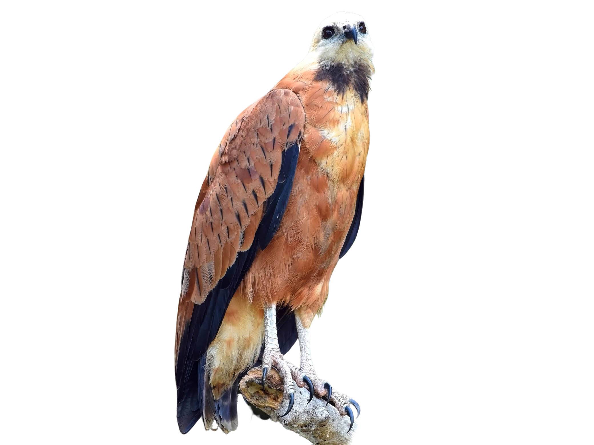 A photo of a Black-collared Hawk (Busarellus nigricollis)