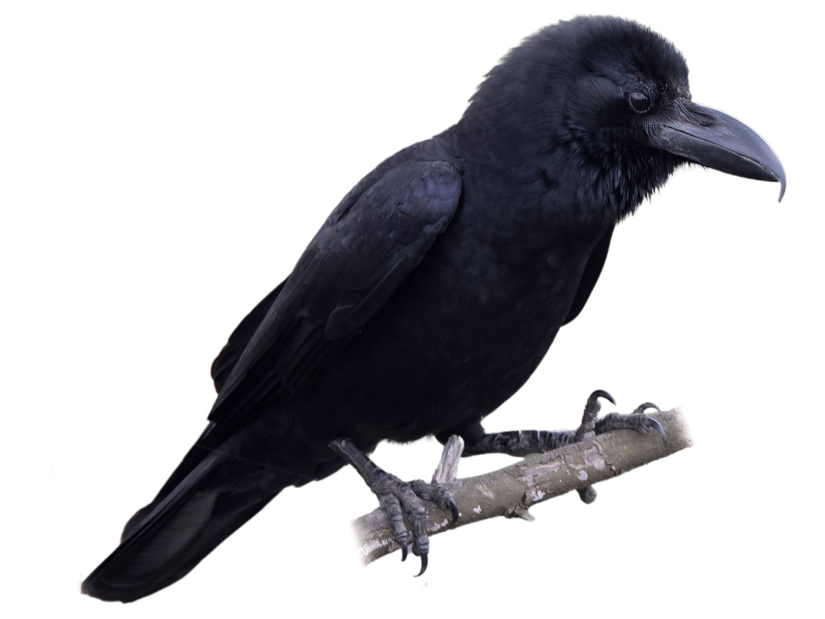 A photo of a Indian Jungle Crow (Corvus culminatus)