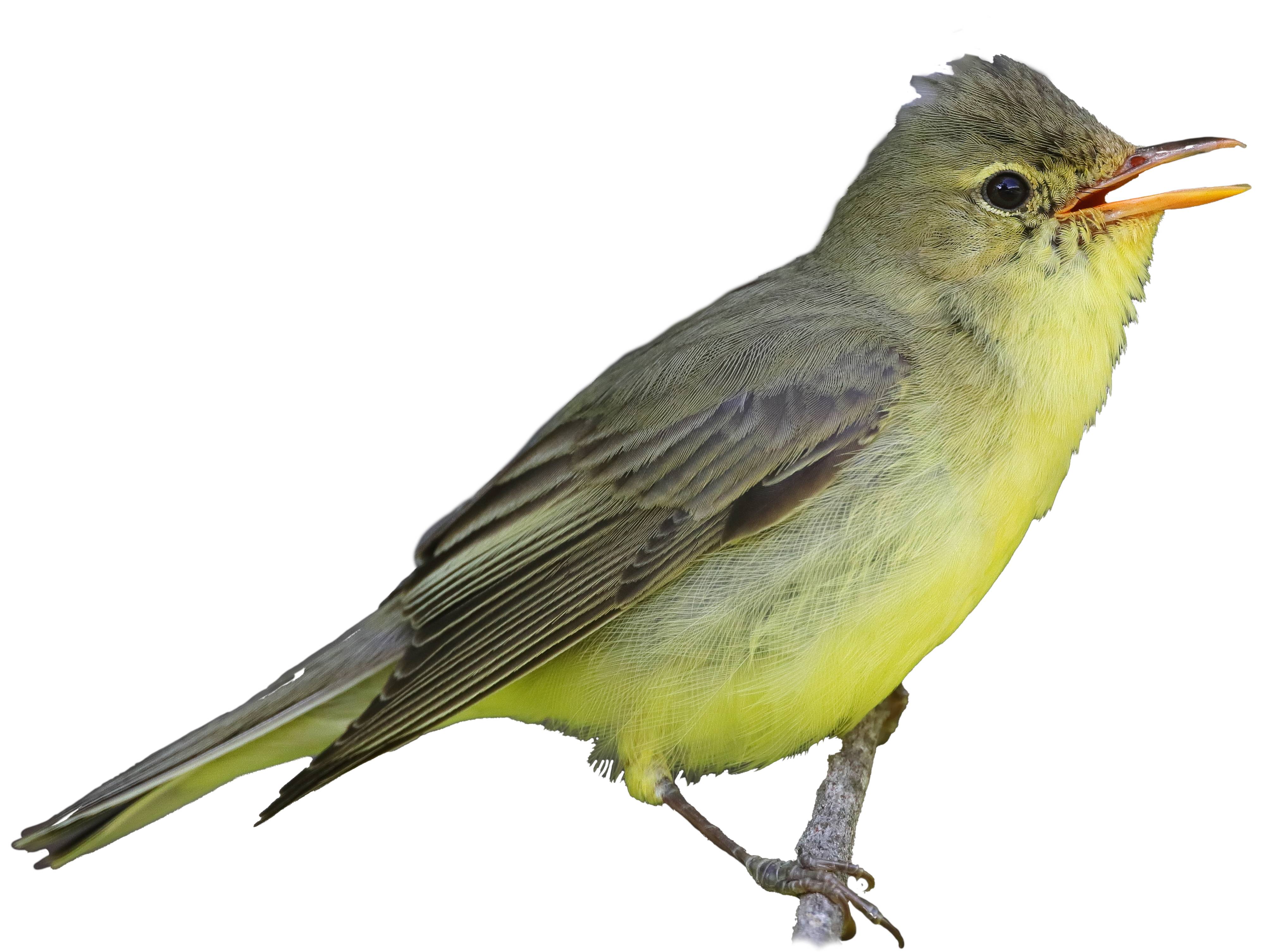 A photo of a Icterine Warbler (Hippolais icterina)