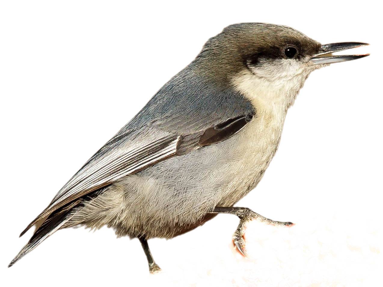 A photo of a Pygmy Nuthatch (Sitta pygmaea)