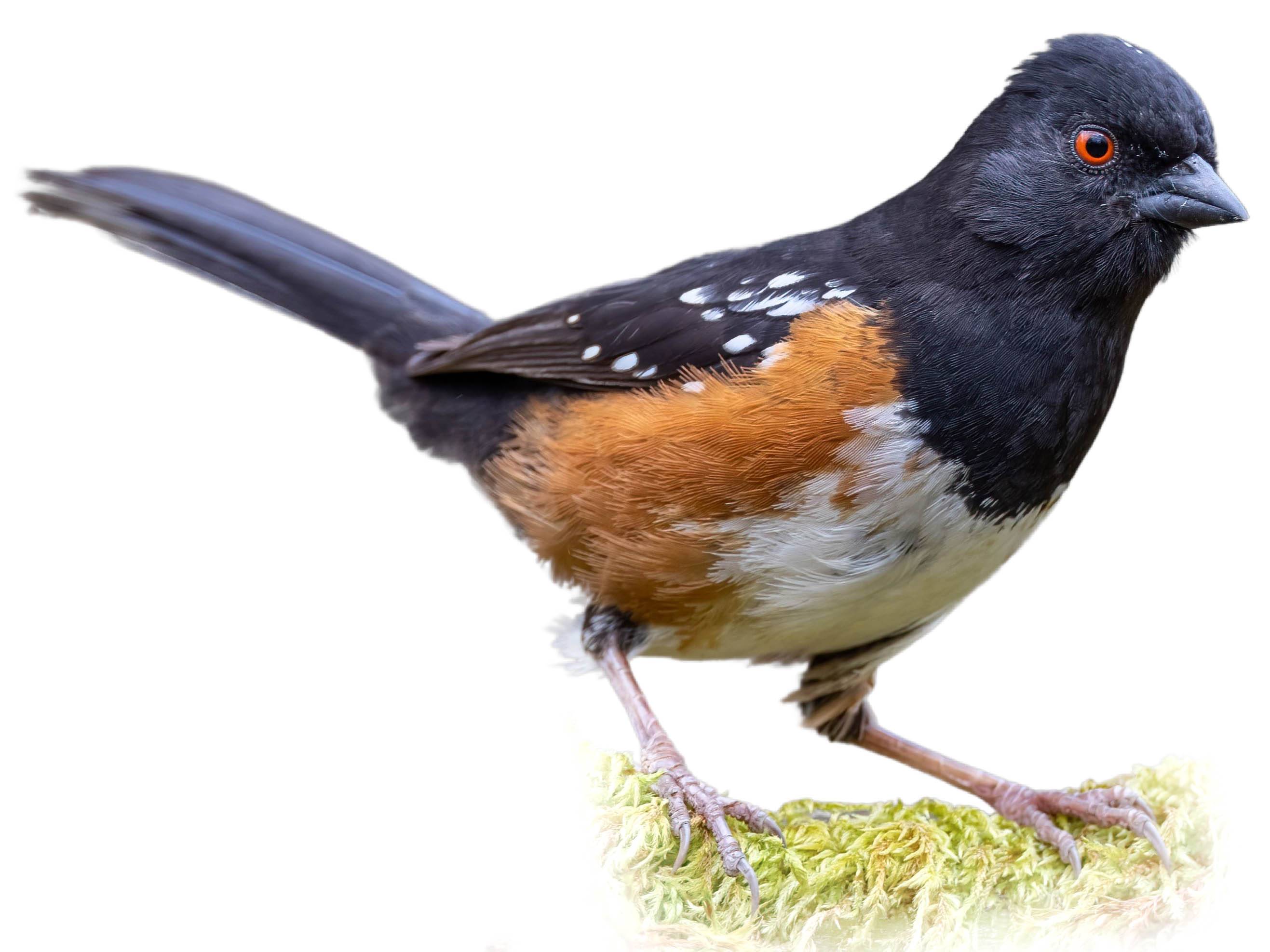 A photo of a Spotted Towhee (Pipilo maculatus), male