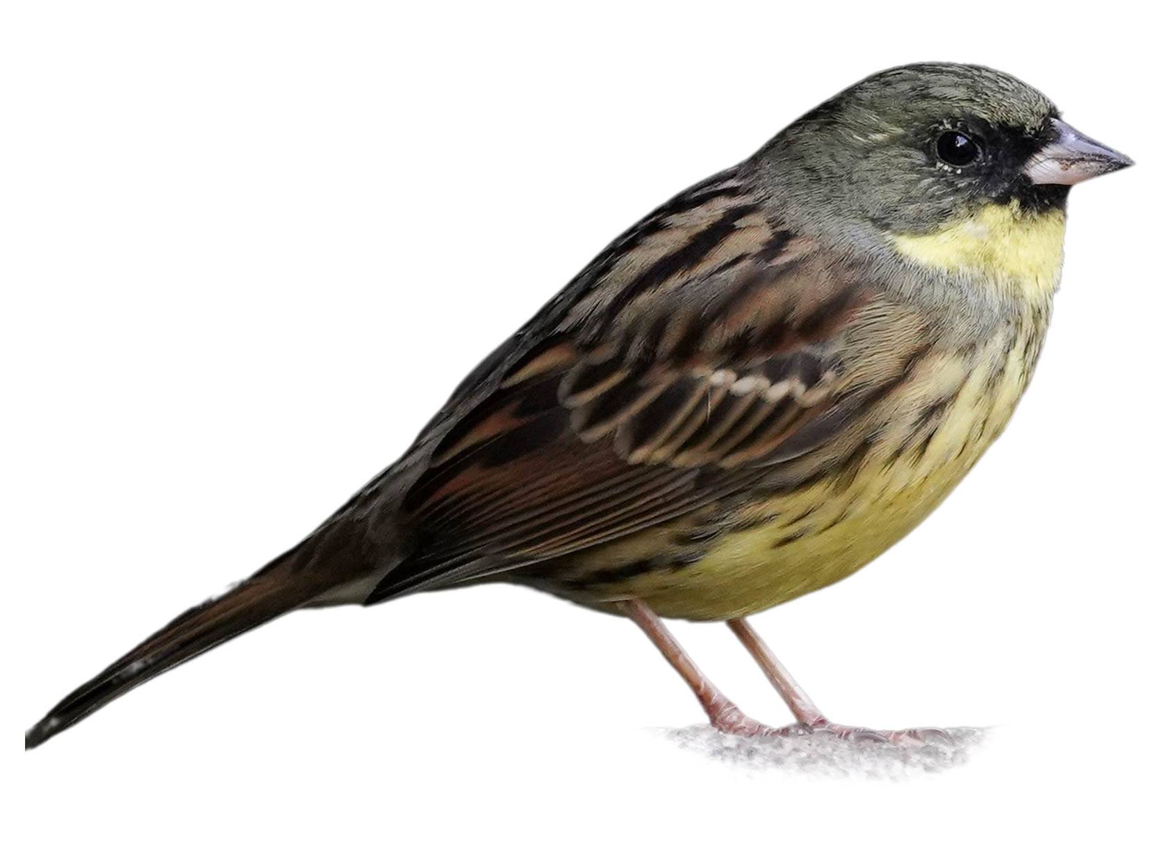 A photo of a Black-faced Bunting (Emberiza spodocephala), male