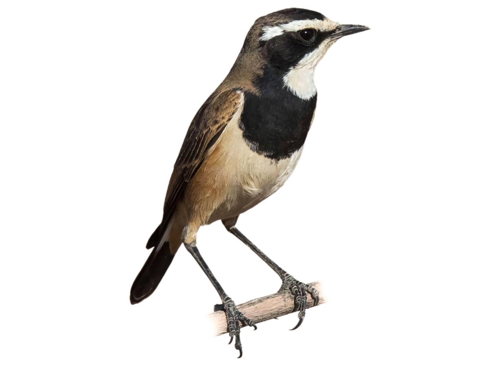 A photo of a Capped Wheatear (Oenanthe pileata)