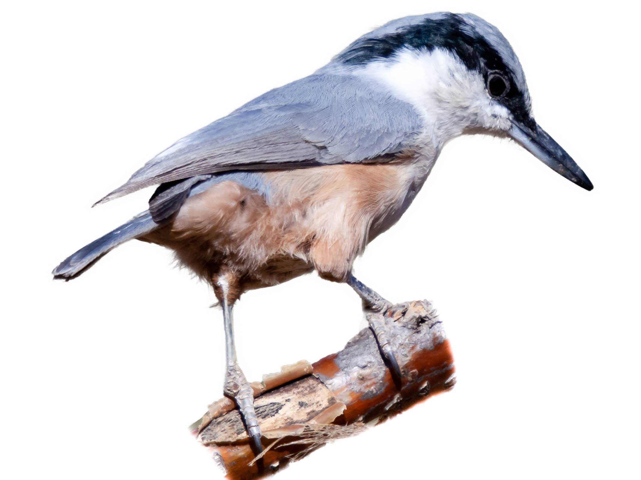 A photo of a Eastern Rock Nuthatch (Sitta tephronota)