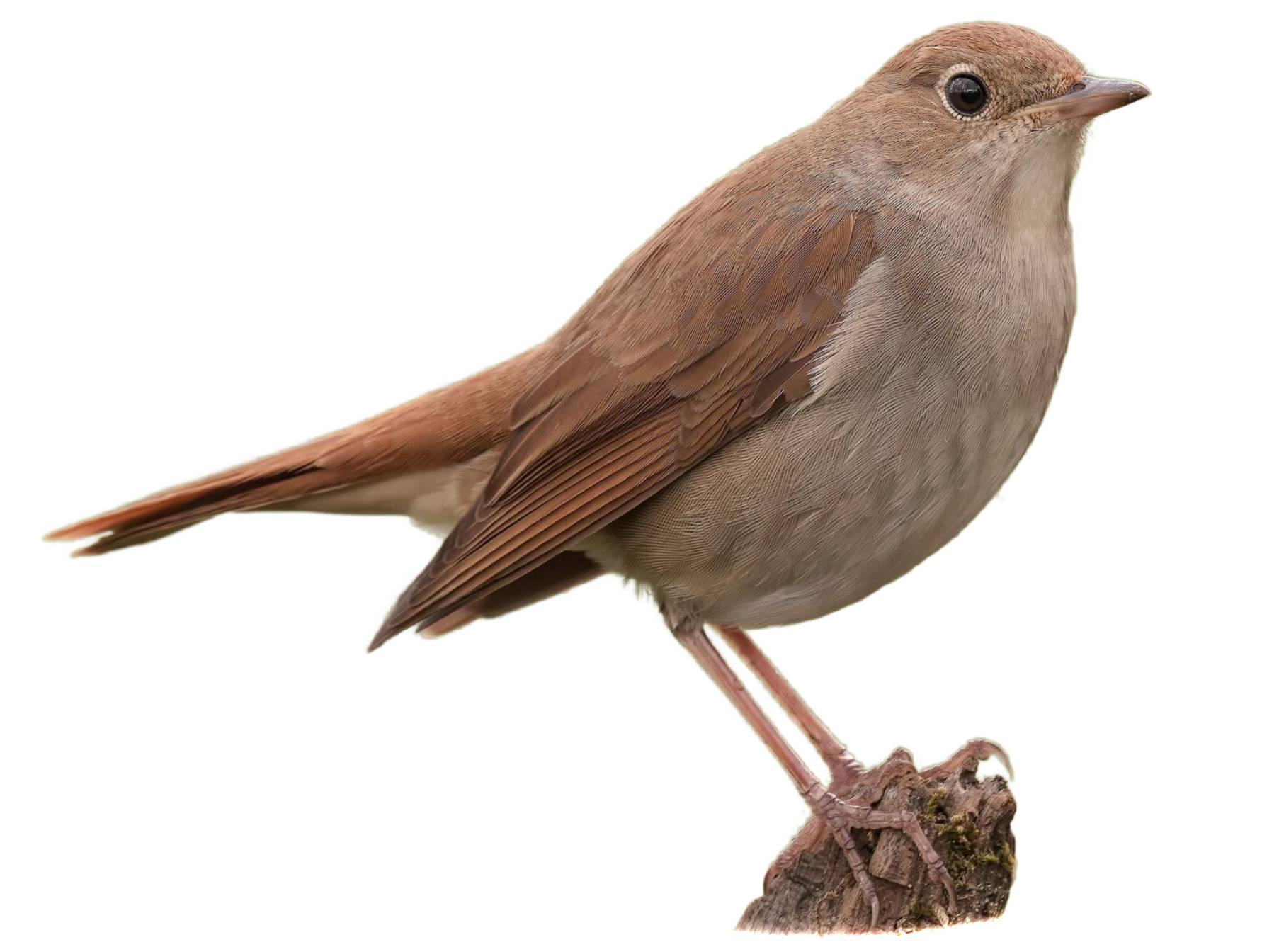 A photo of a Common Nightingale (Luscinia megarhynchos)