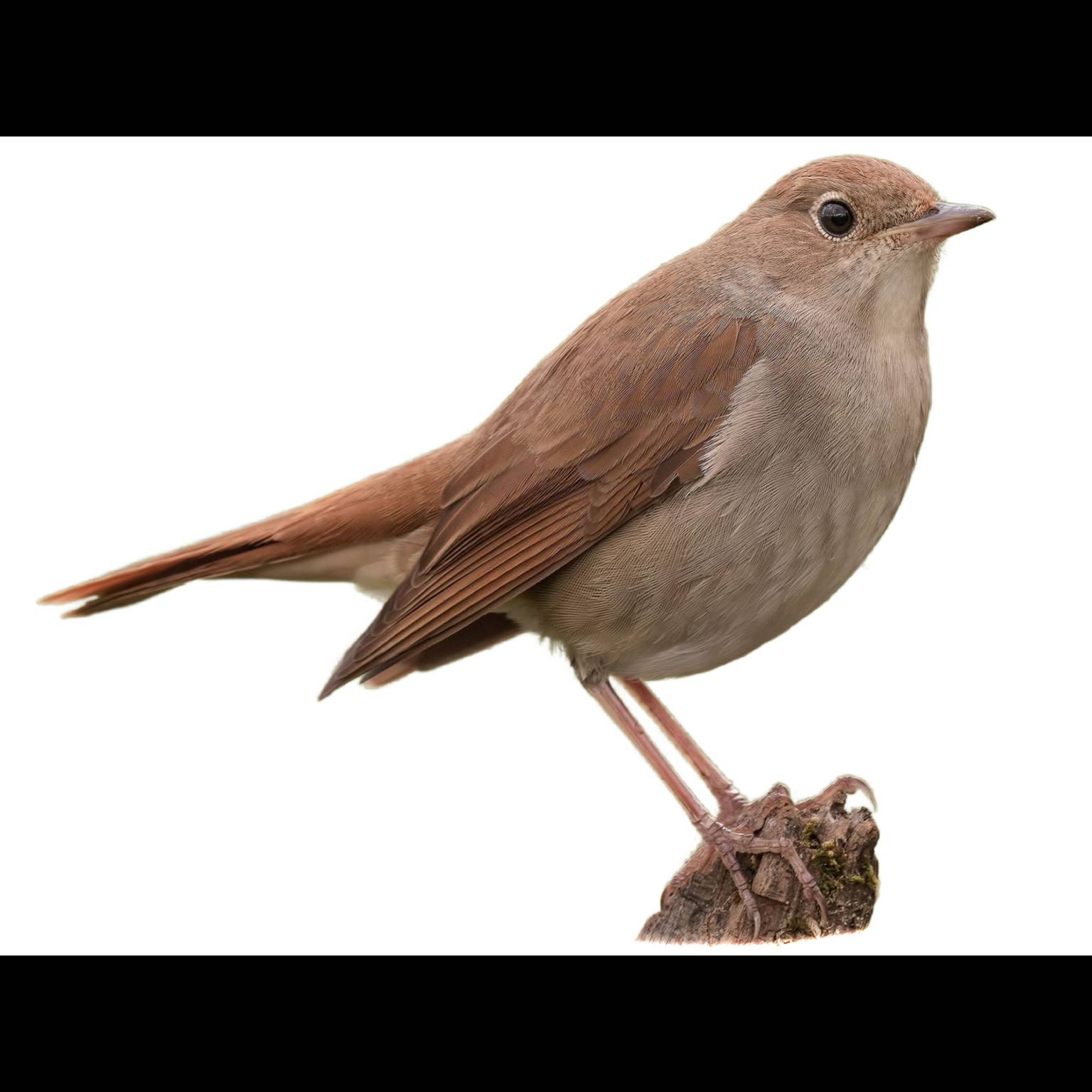 Nightingale Nightingale
