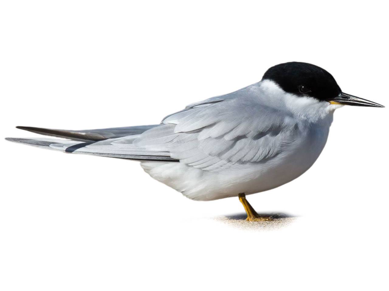 A photo of a Damara Tern (Sternula balaenarum)