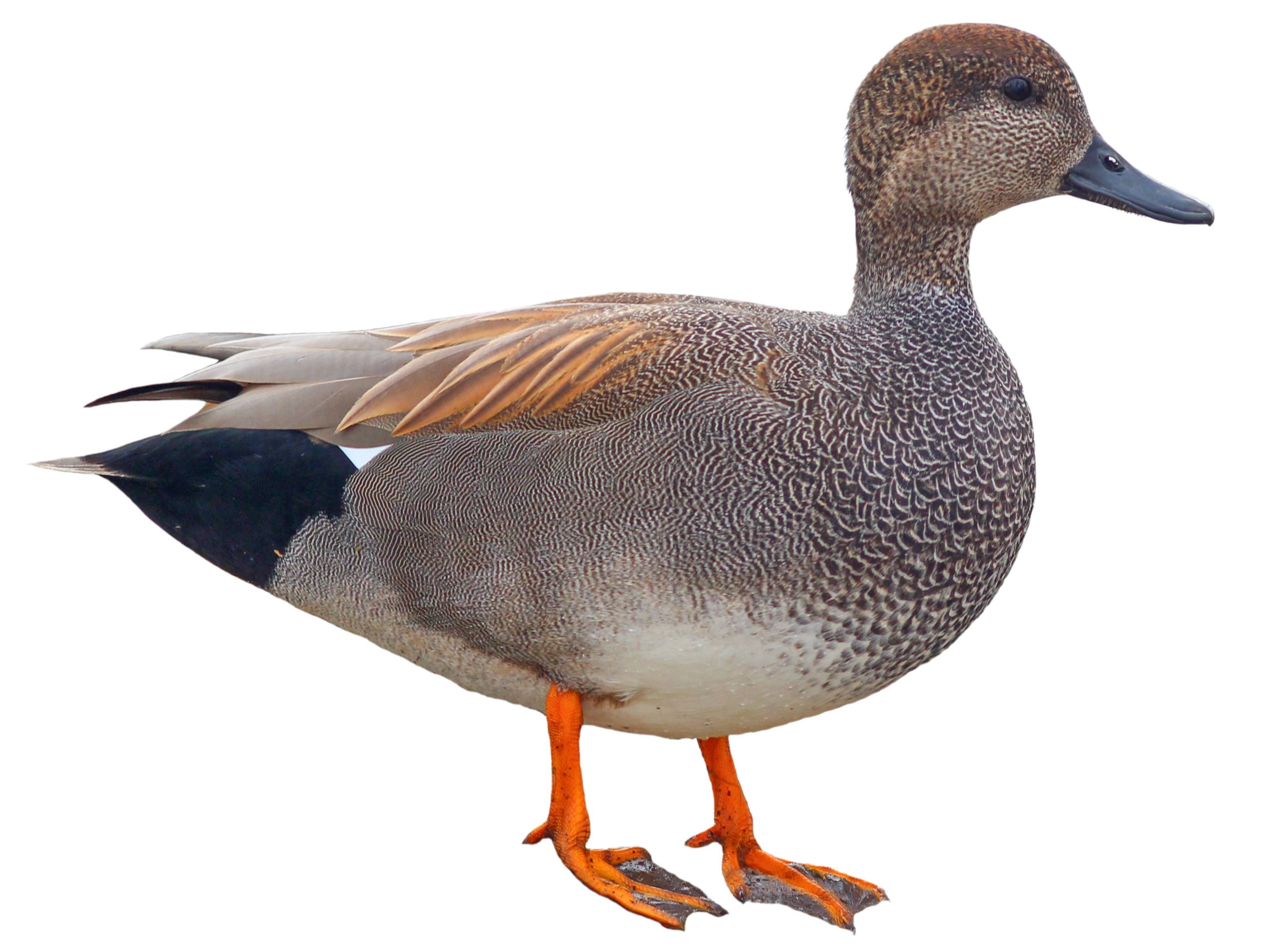 A photo of a Gadwall (Mareca strepera), male