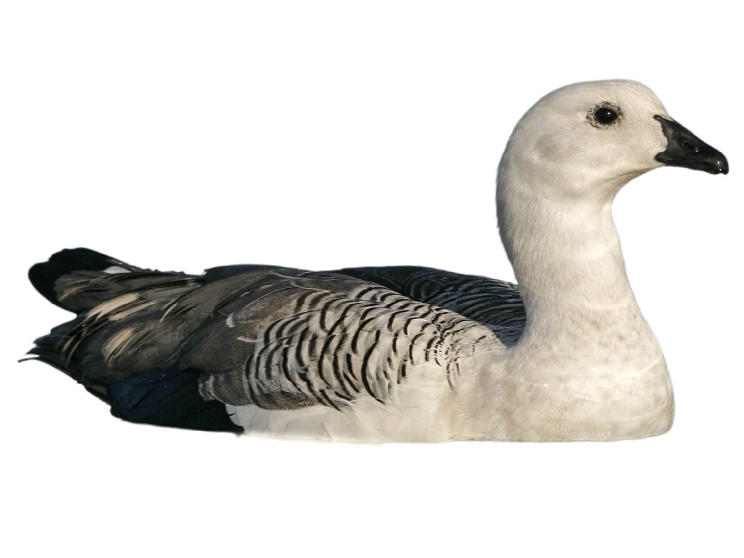 A photo of a Upland Goose (Chloephaga picta), male