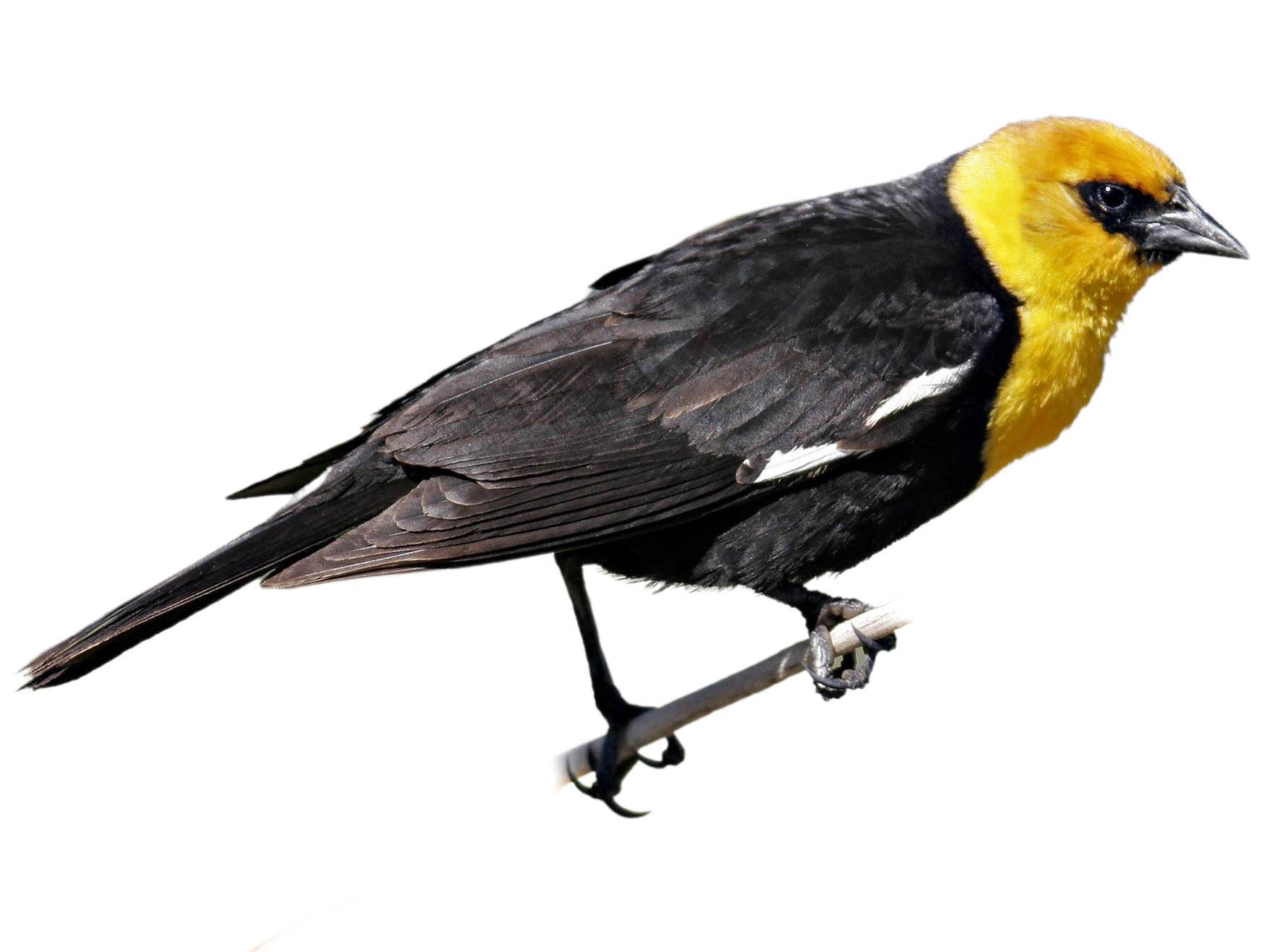 A photo of a Yellow-headed Blackbird (Xanthocephalus xanthocephalus), male