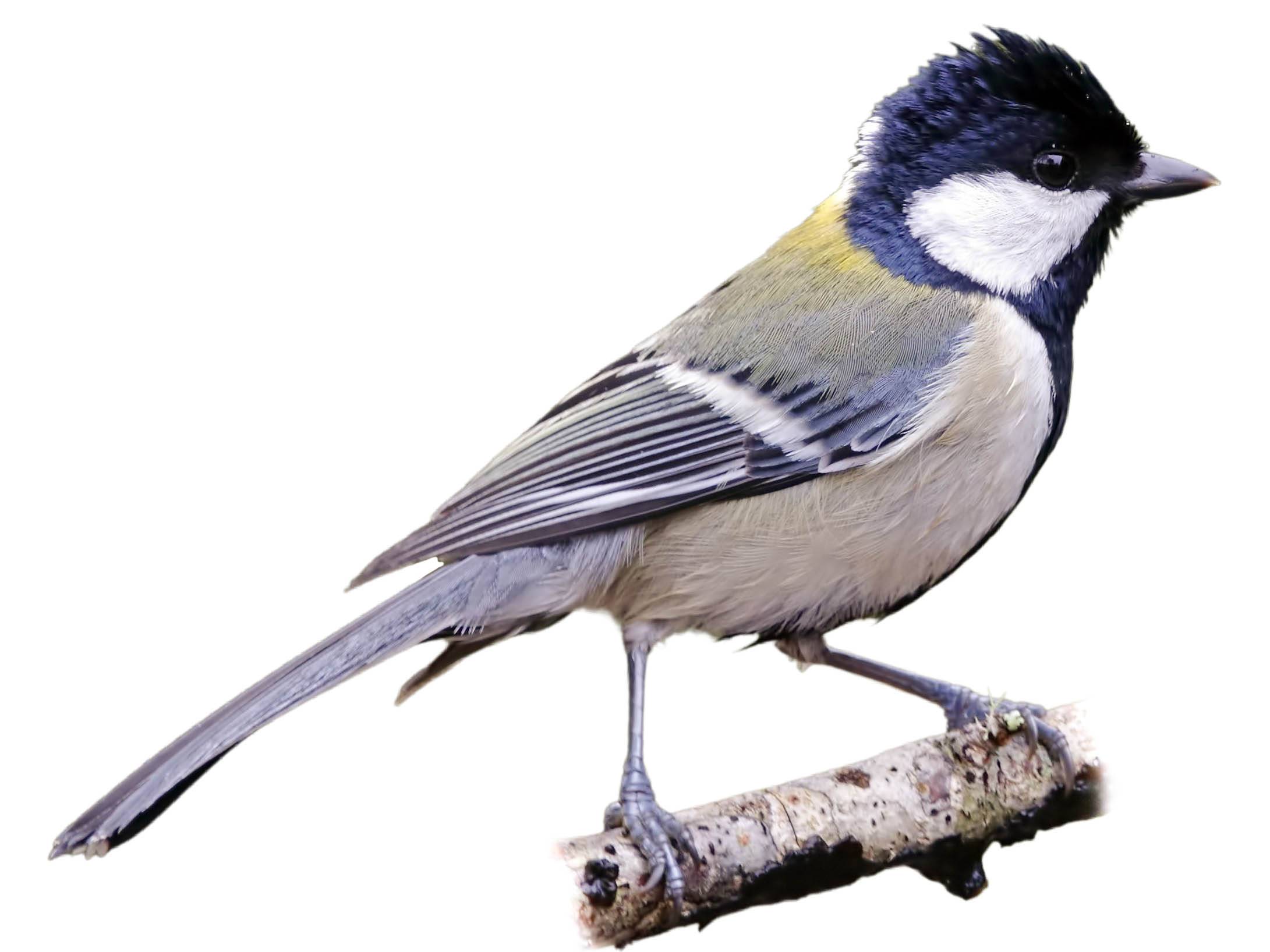 A photo of a Japanese Tit (Parus minor)