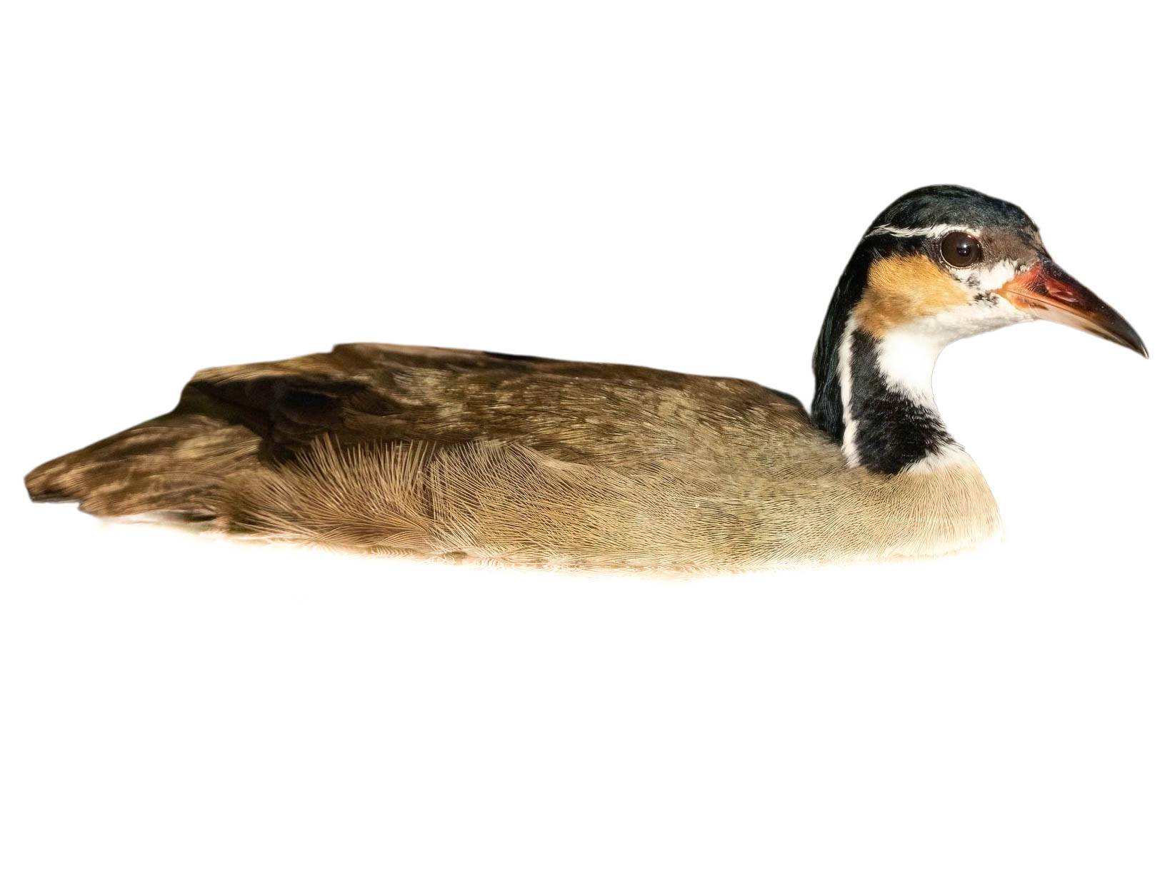 A photo of a Sungrebe (Heliornis fulica)