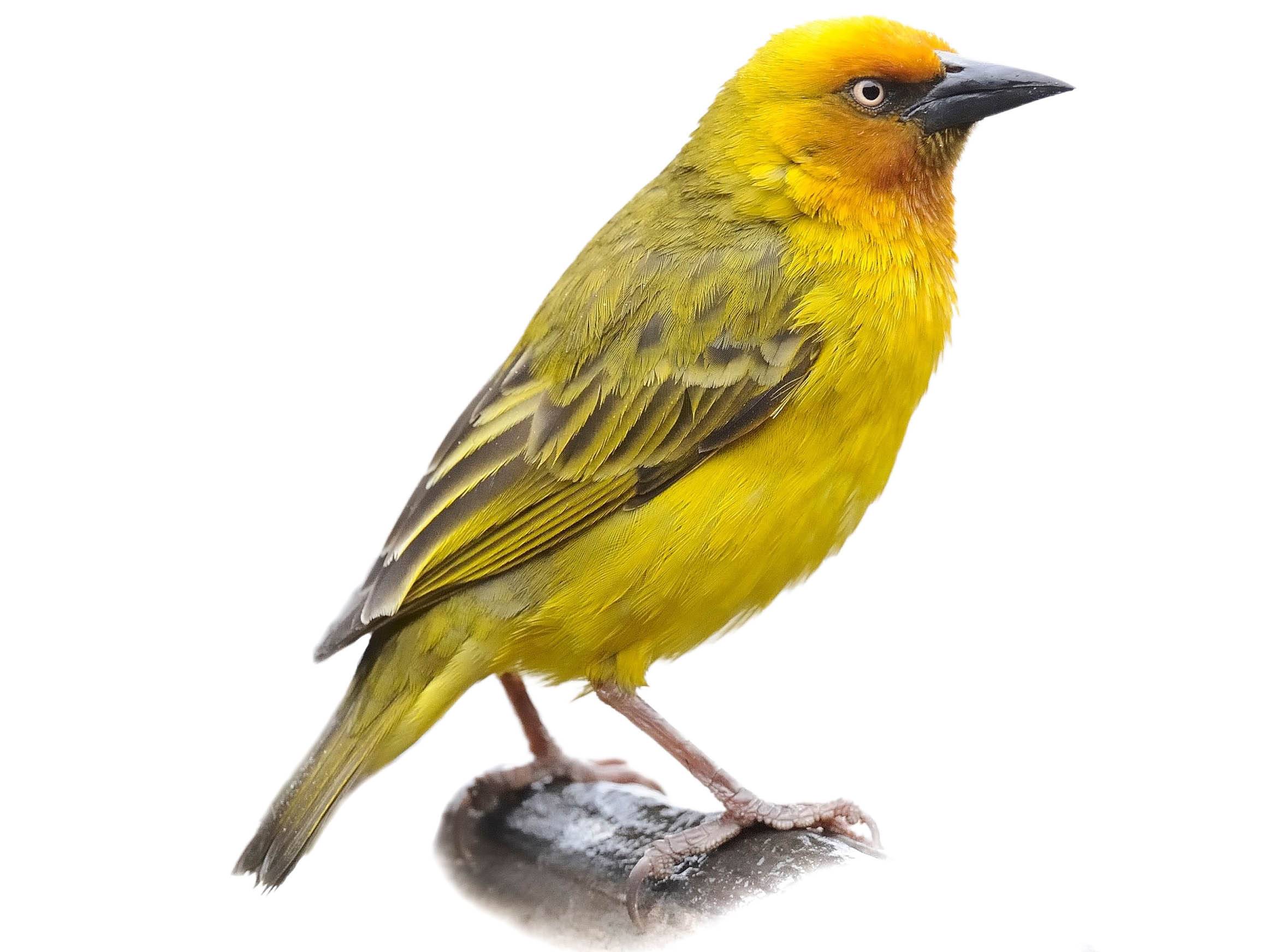 A photo of a Cape Weaver (Ploceus capensis), male