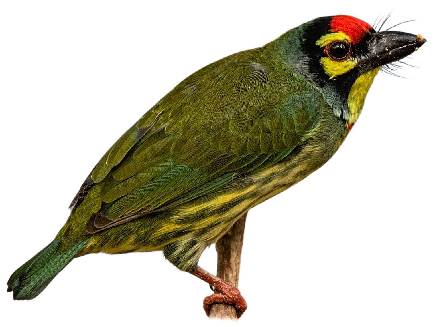 A photo of a Coppersmith Barbet (Psilopogon haemacephalus)