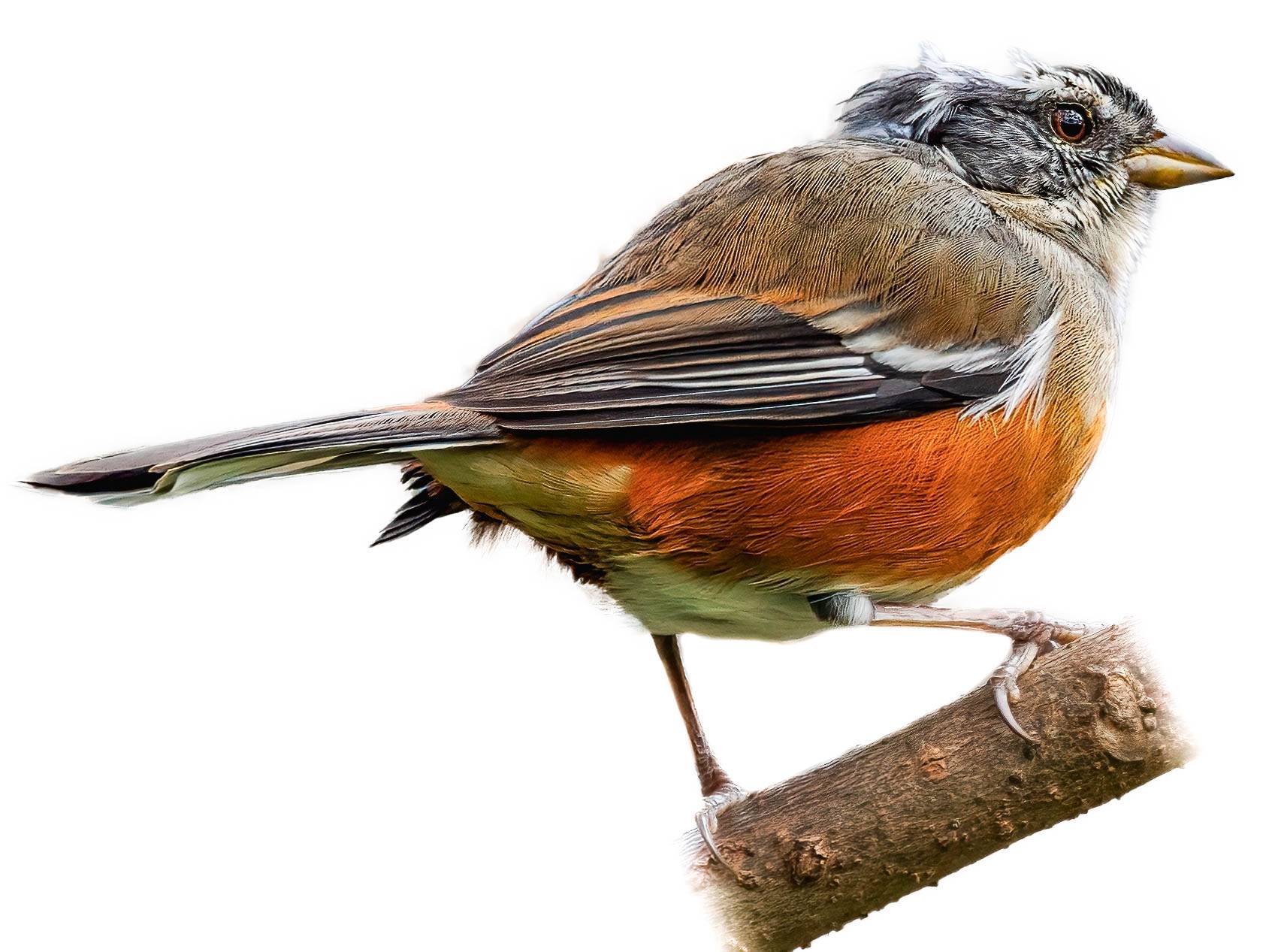 A photo of a Grey-throated Warbling Finch (Microspingus cabanisi), male