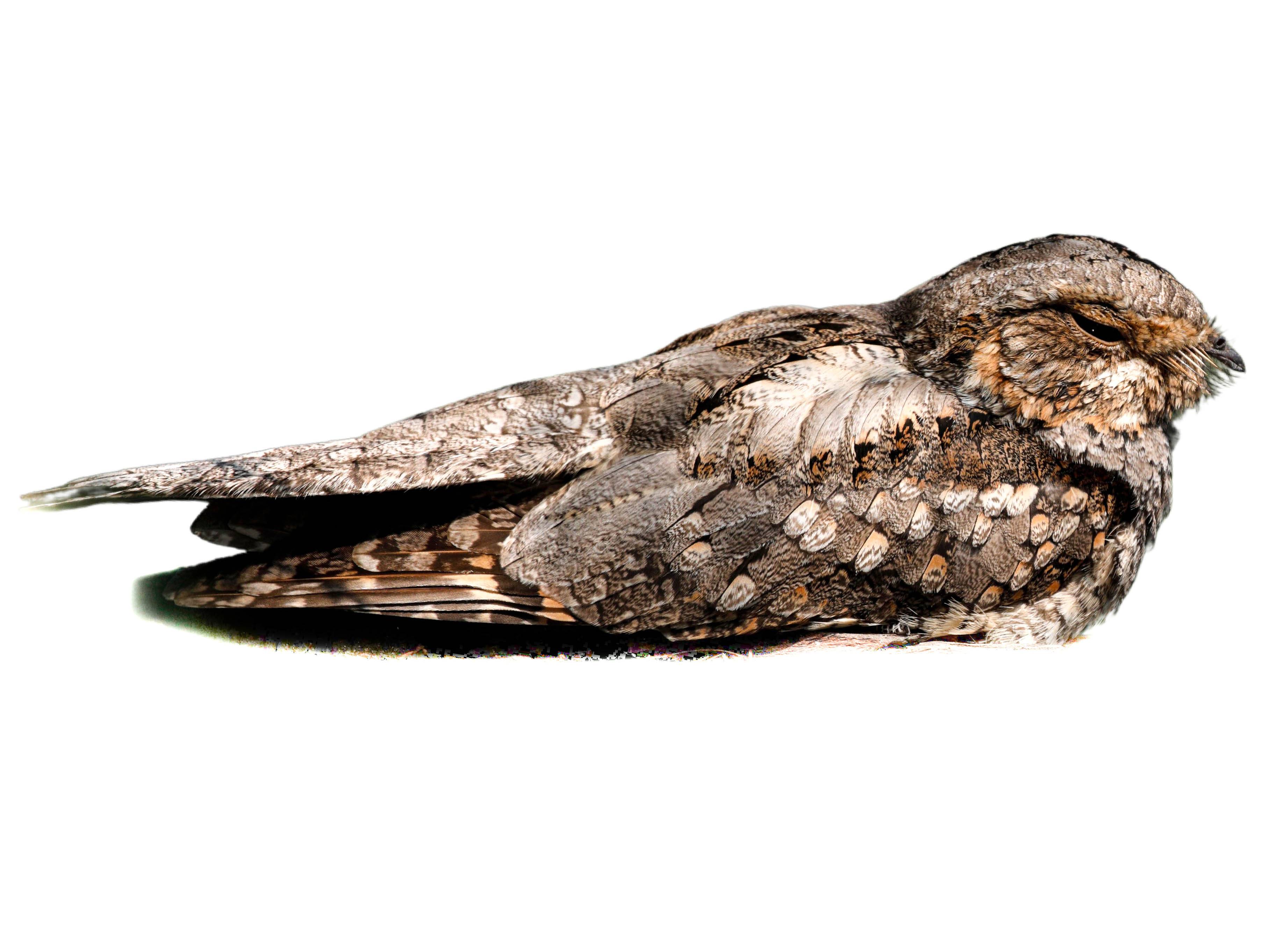 A photo of a Jungle Nightjar (Caprimulgus indicus)