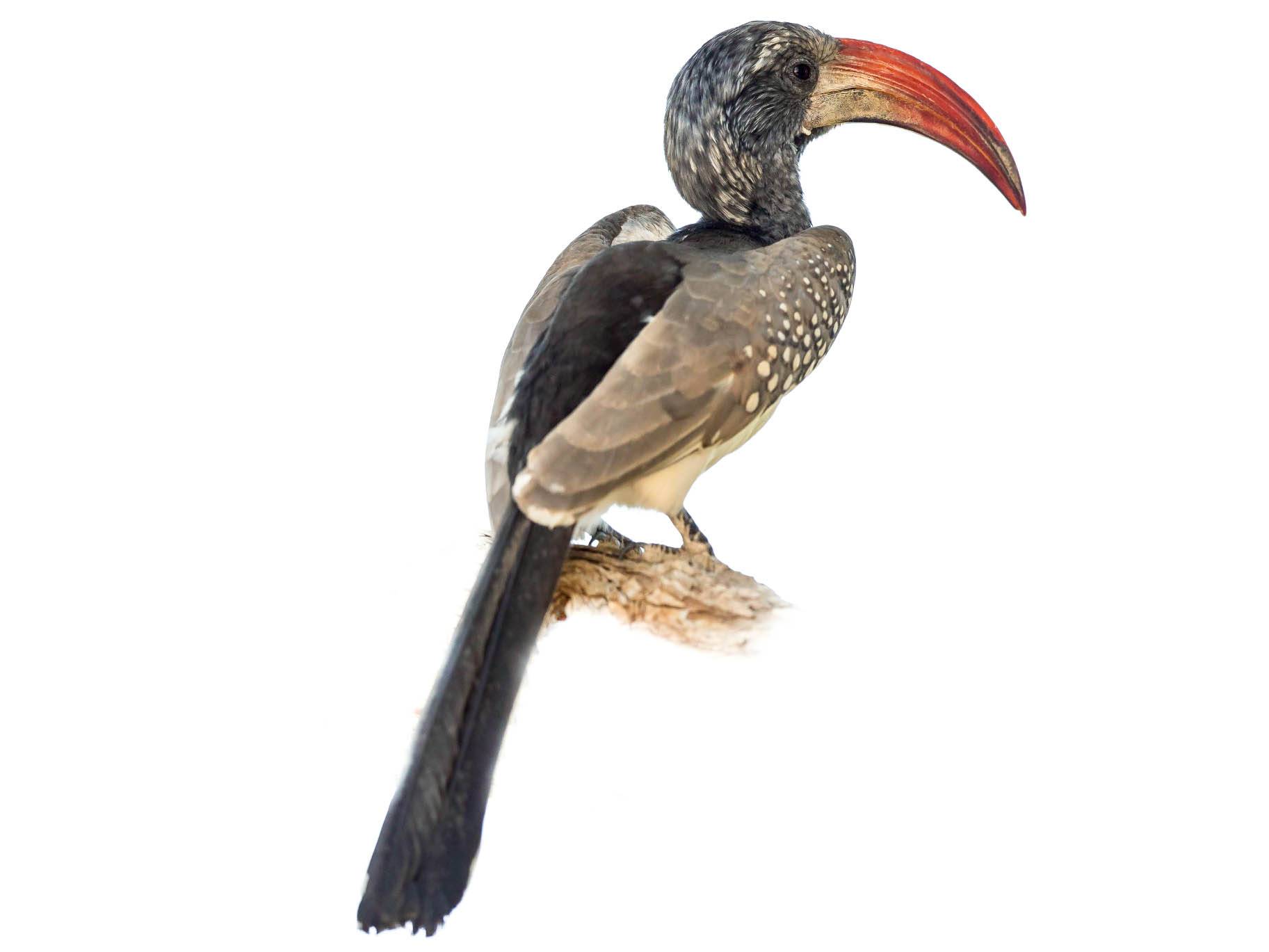 A photo of a Monteiro's Hornbill (Tockus monteiri)