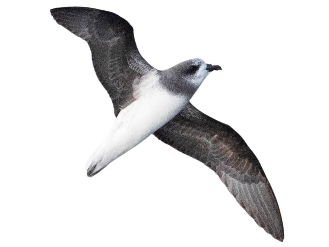 A photo of a Soft-plumaged Petrel (Pterodroma mollis)