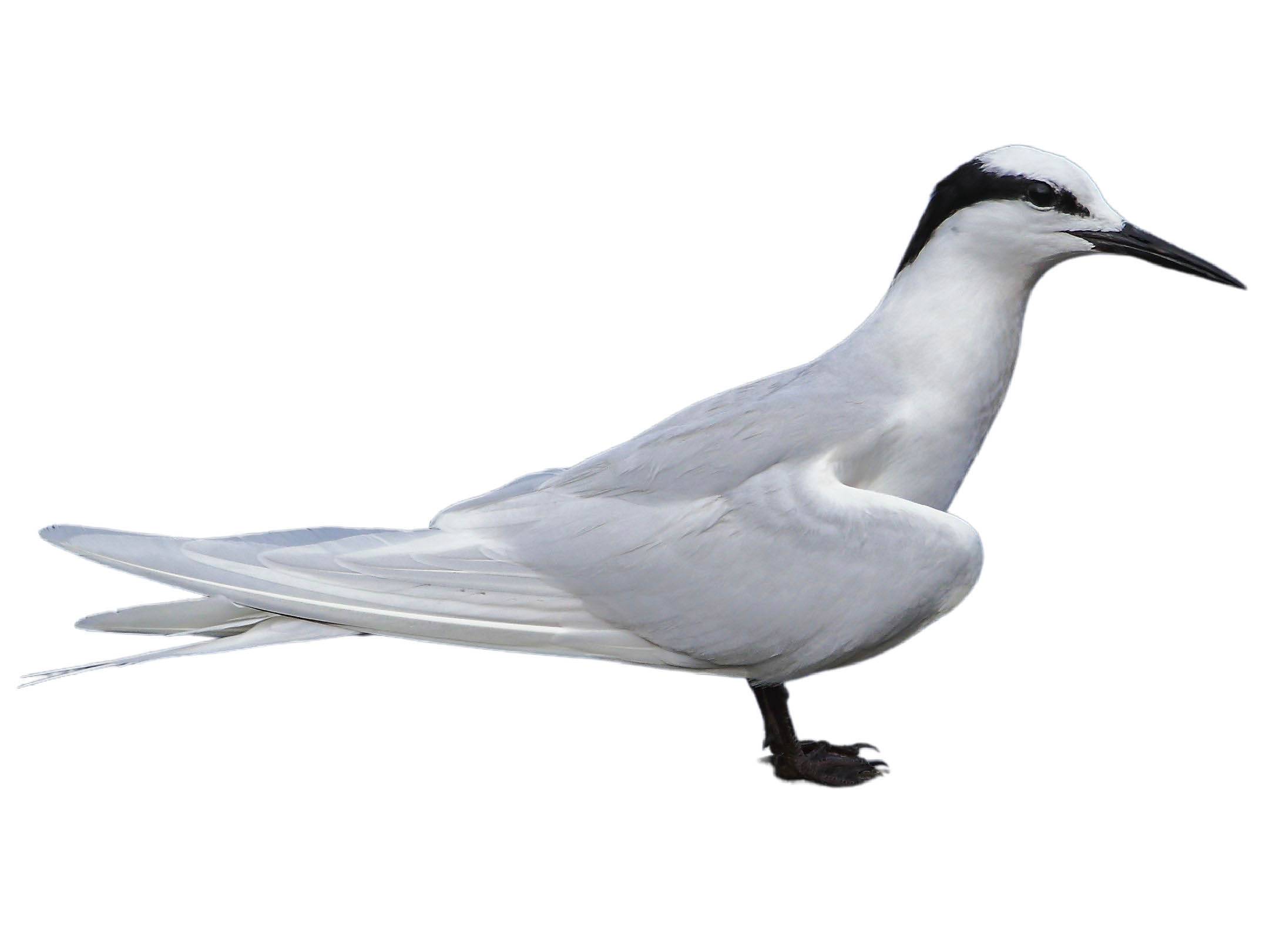 A photo of a Black-naped Tern (Sterna sumatrana)