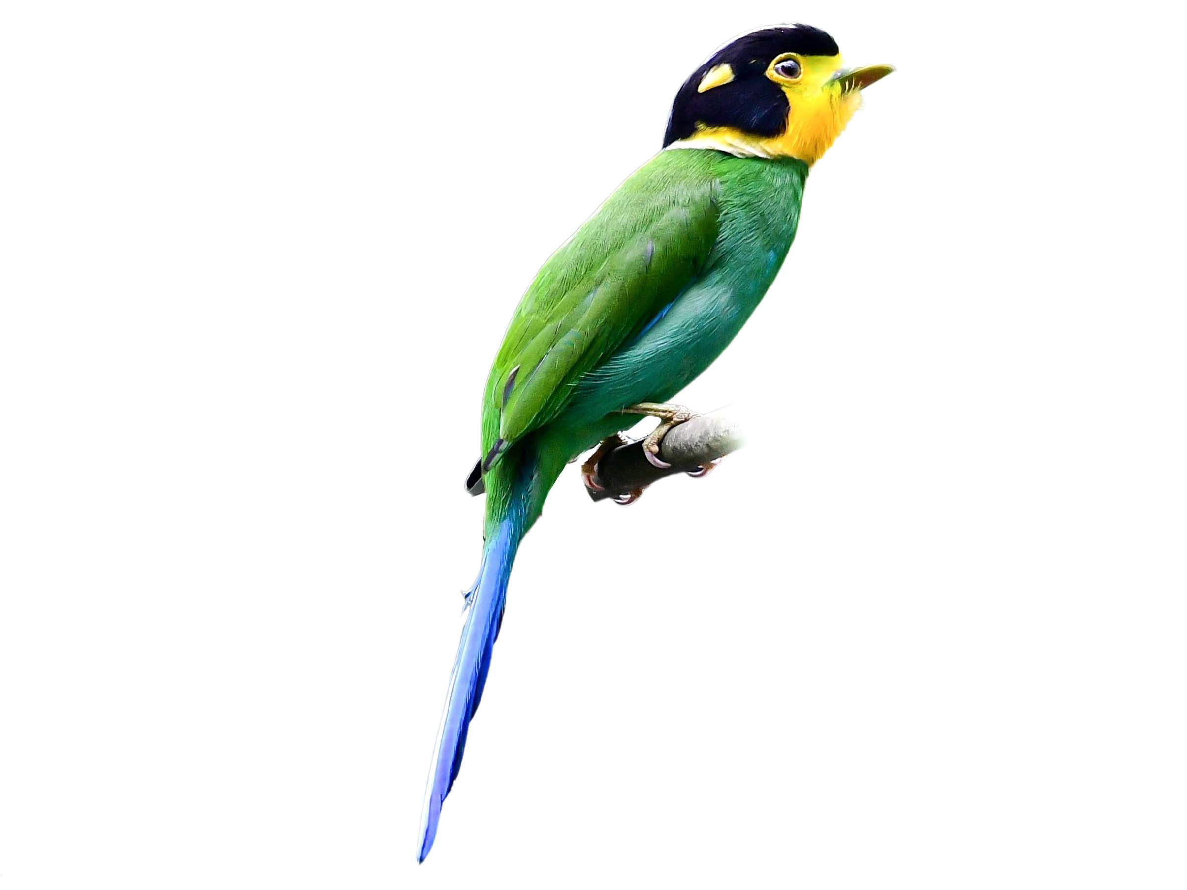 A photo of a Long-tailed Broadbill (Psarisomus dalhousiae)