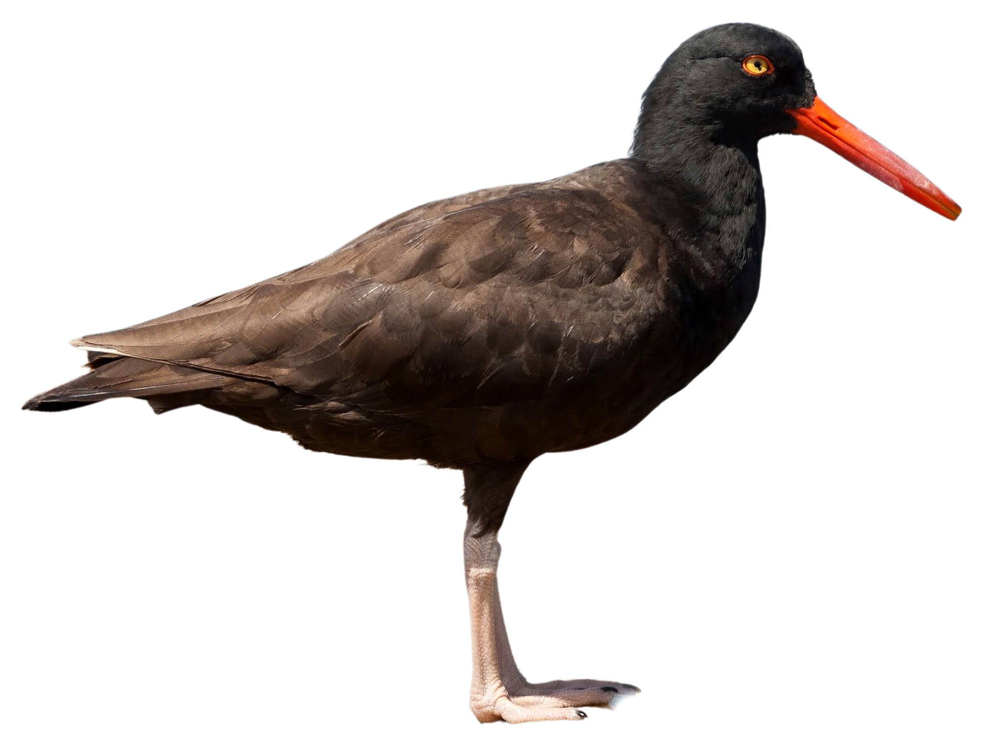 A photo of a Black Oystercatcher (Haematopus bachmani)