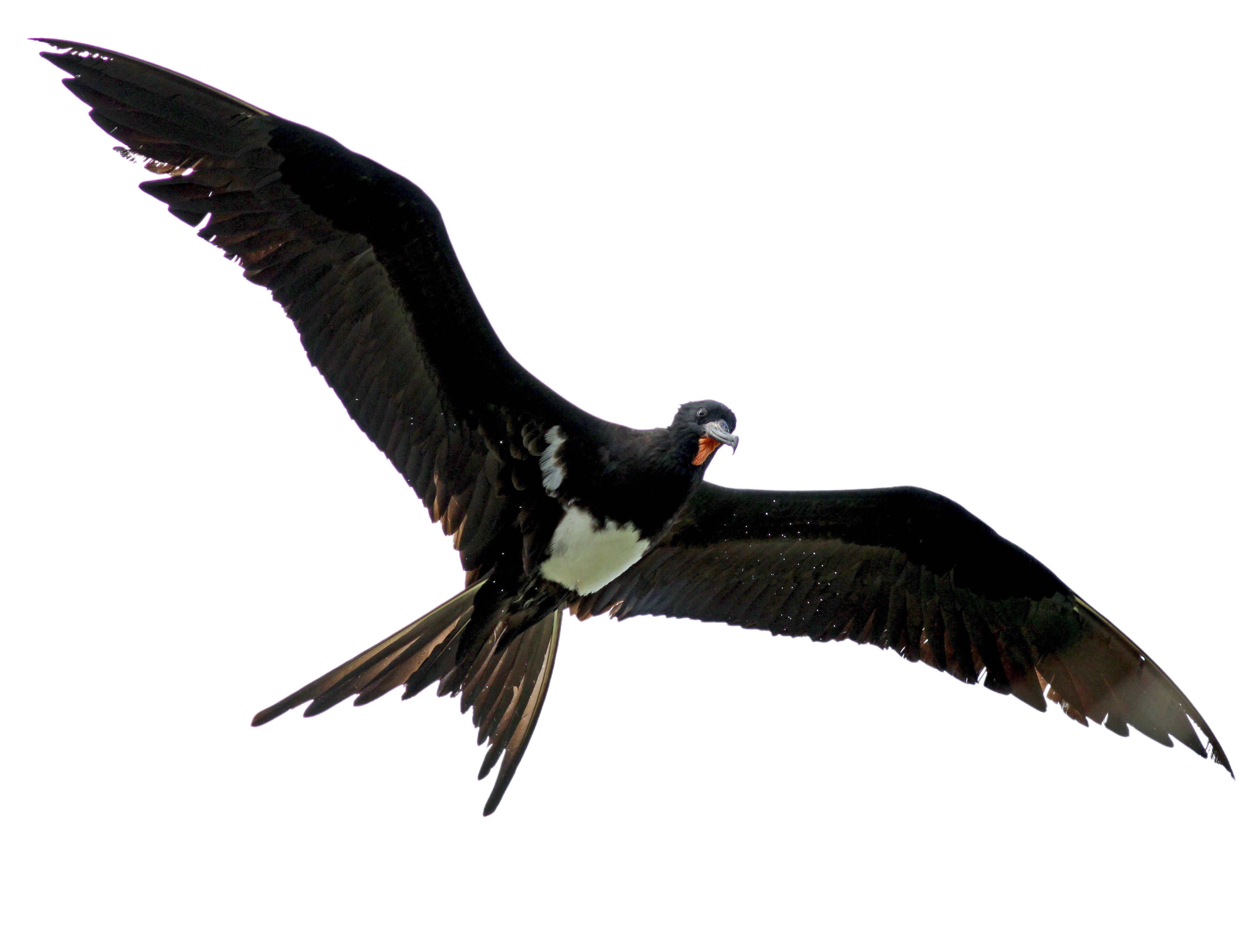 A photo of a Christmas Frigatebird (Fregata andrewsi), male