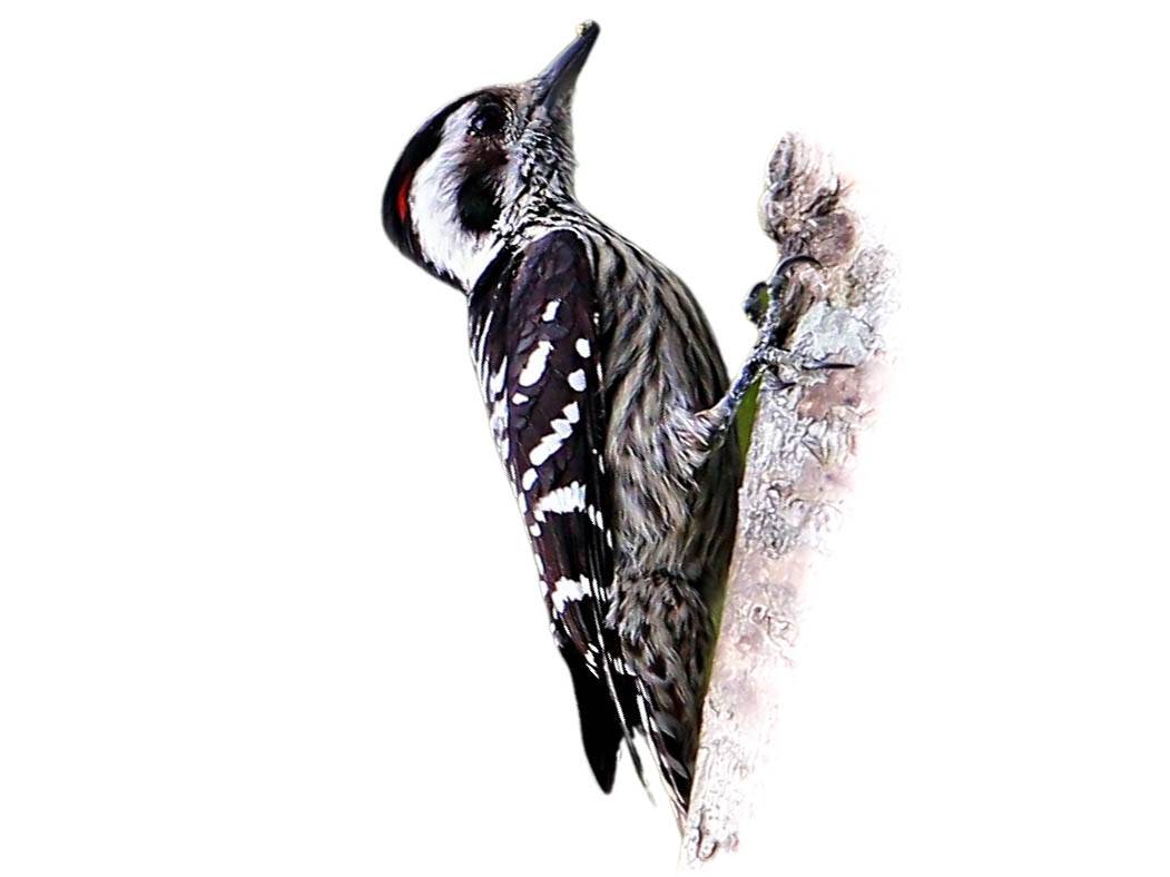 A photo of a Grey-capped Pygmy Woodpecker (Yungipicus canicapillus), male