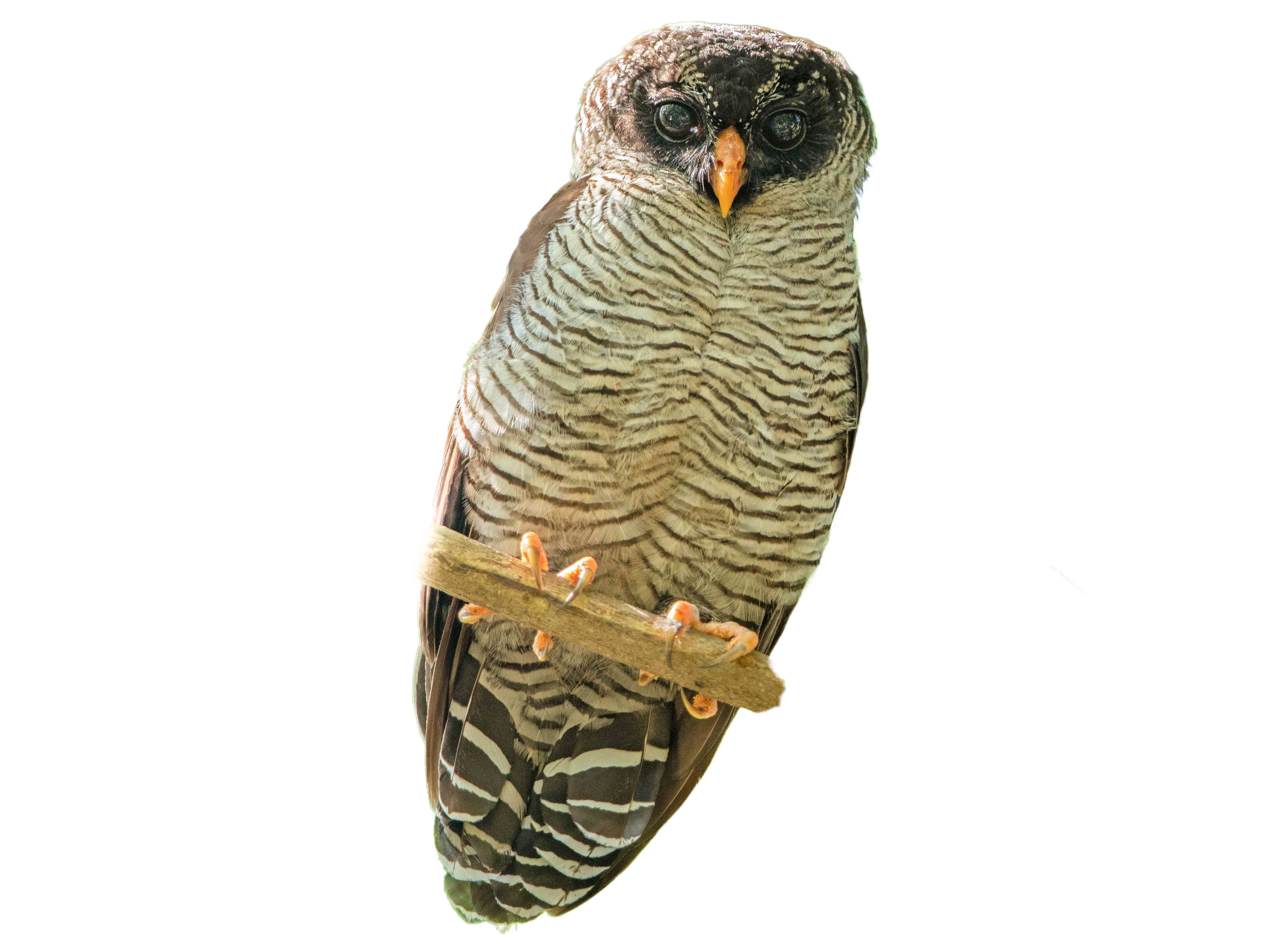 A photo of a Black-and-white Owl (Strix nigrolineata)