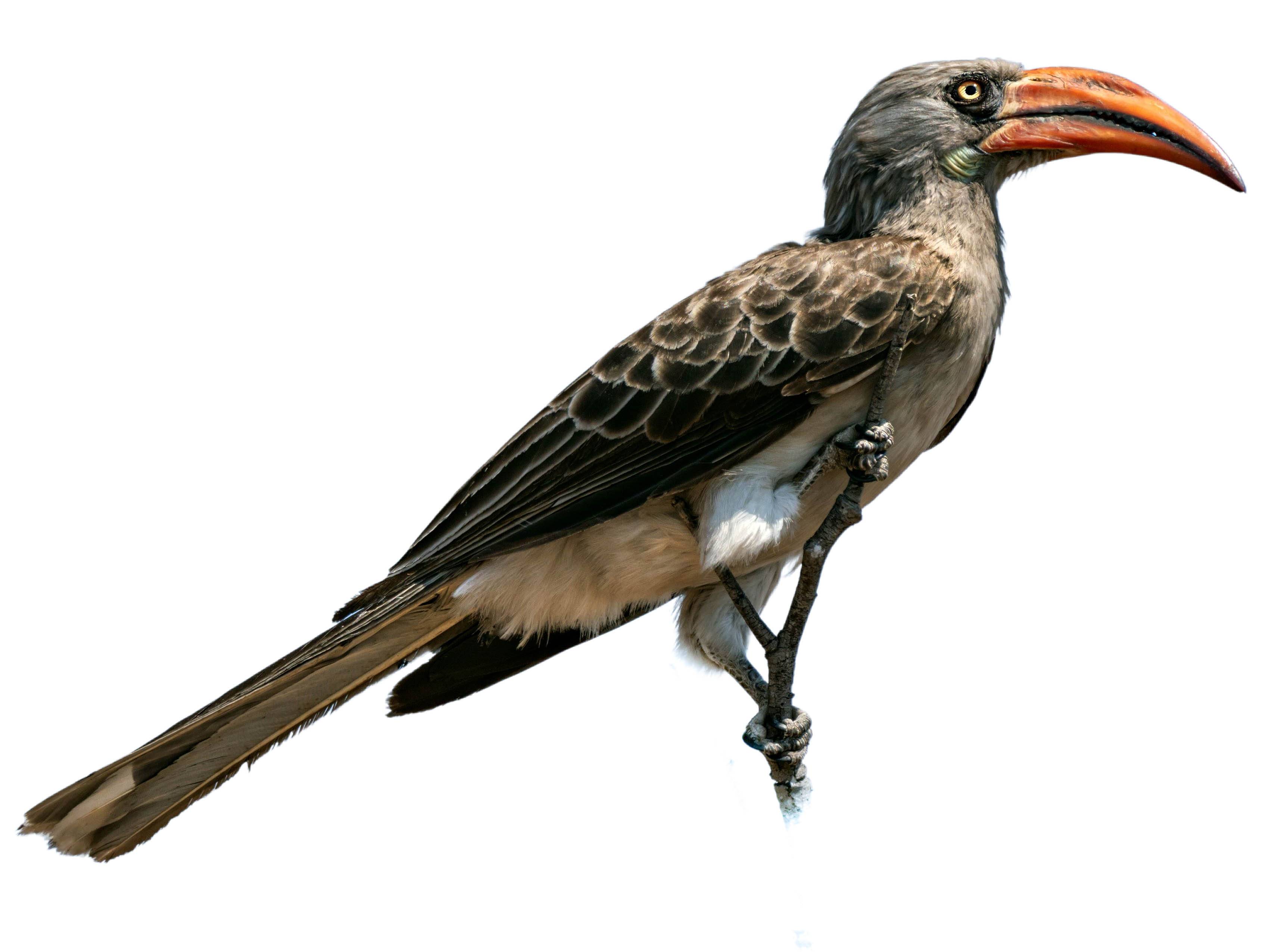 A photo of a Bradfield's Hornbill (Lophoceros bradfieldi)