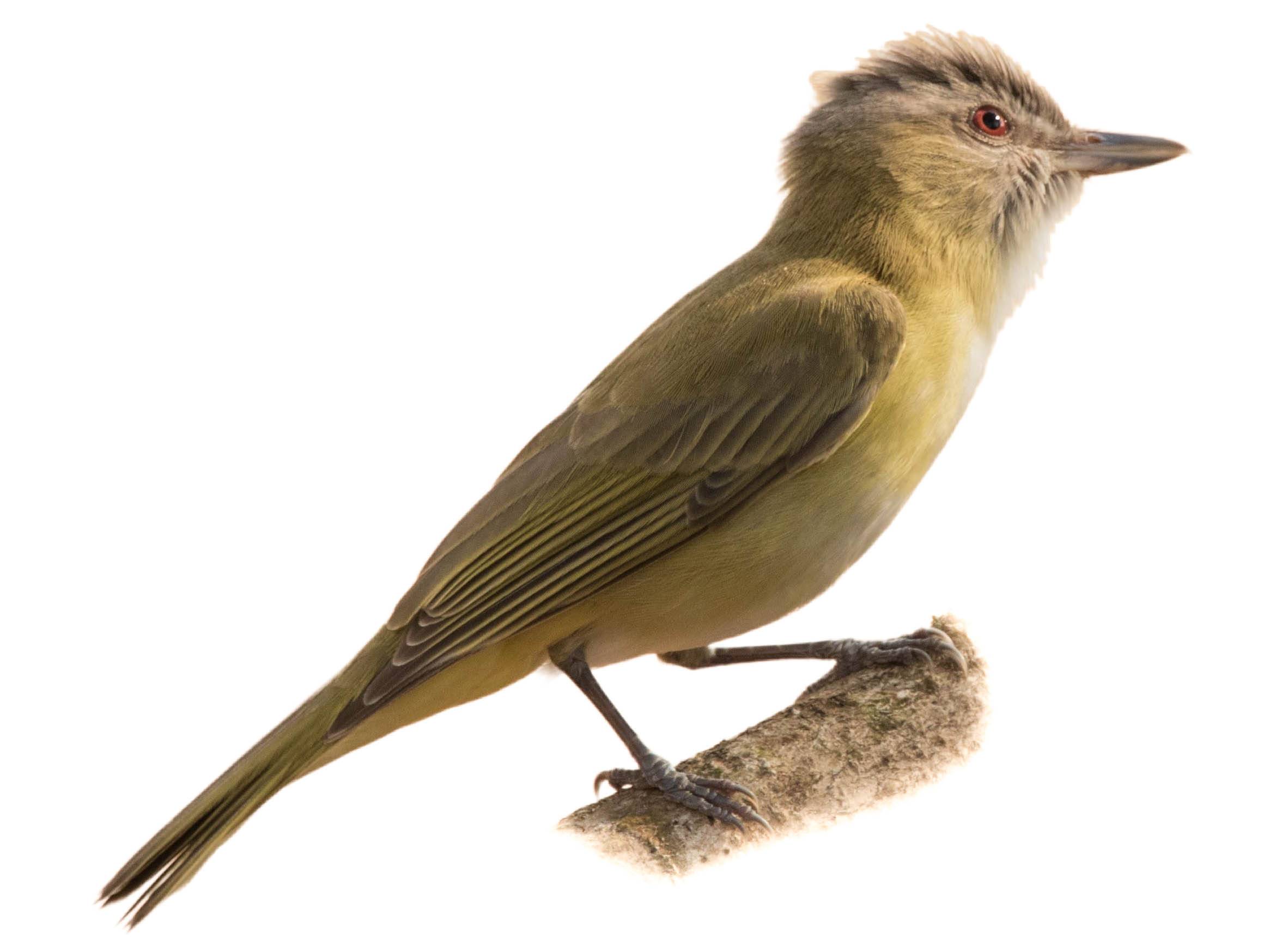 A photo of a Yellow-green Vireo (Vireo flavoviridis)