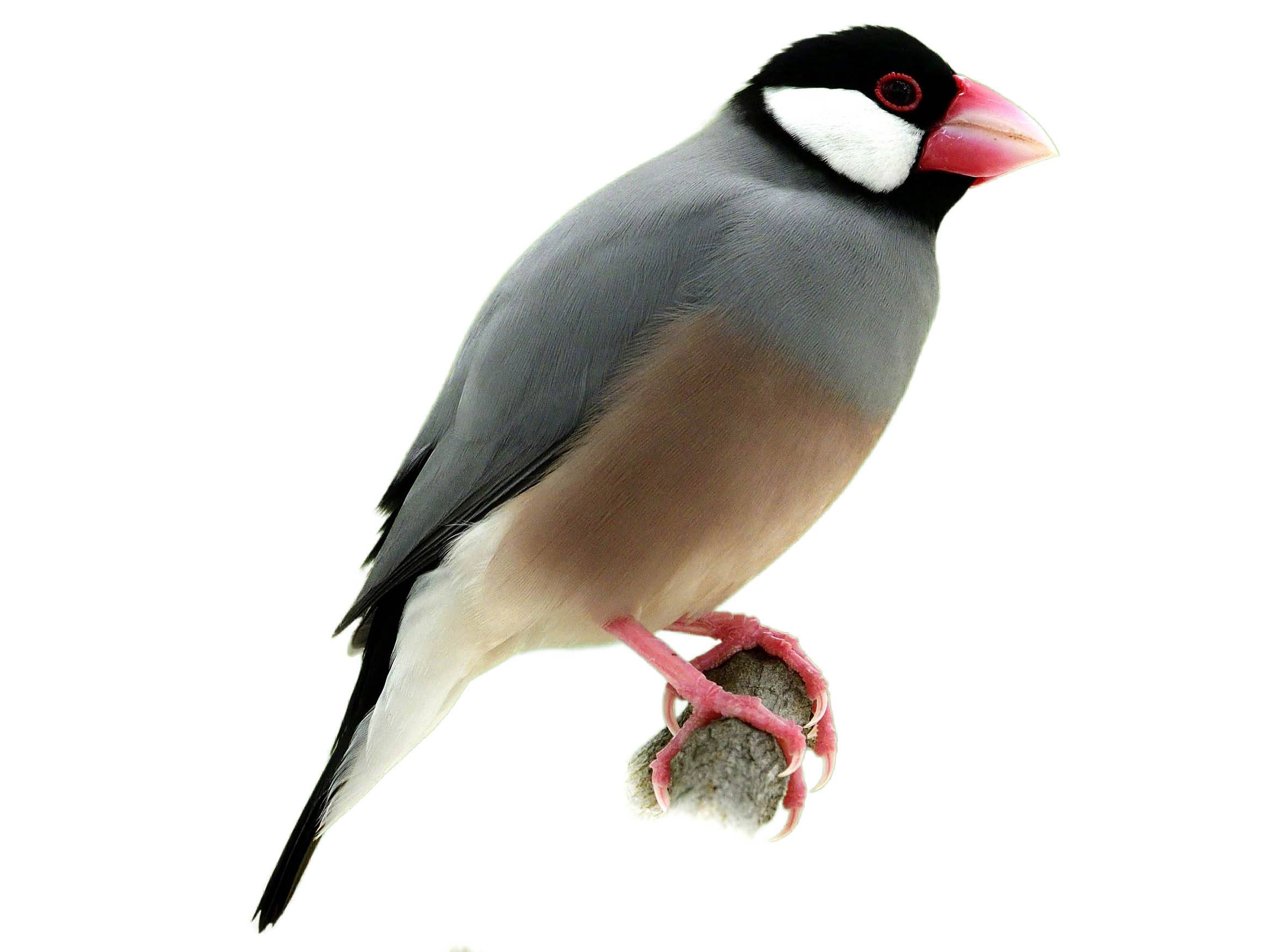 A photo of a Java Sparrow (Padda oryzivora)