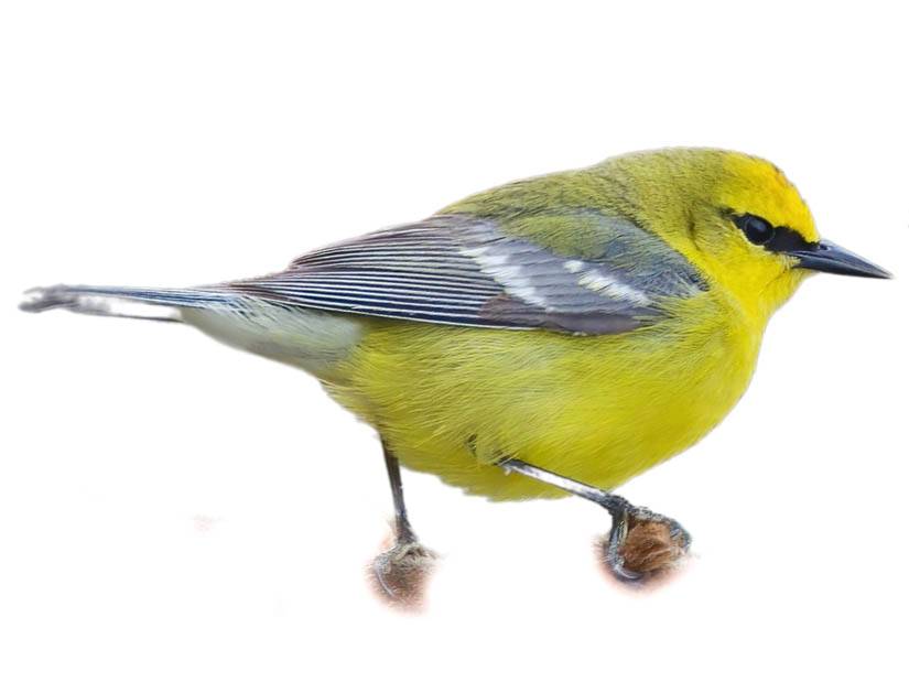 A photo of a Blue-winged Warbler (Vermivora cyanoptera), male