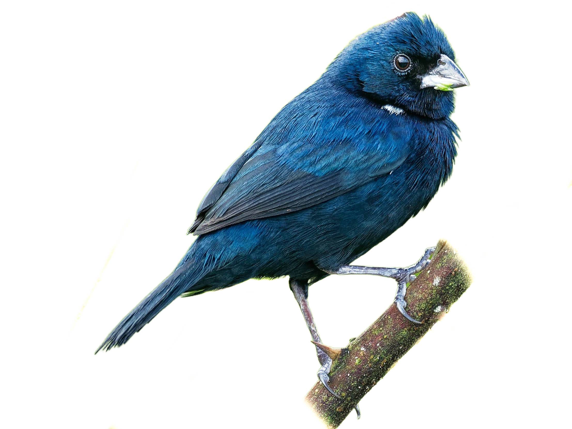 A photo of a Blue-black Grassquit (Volatinia jacarina), male