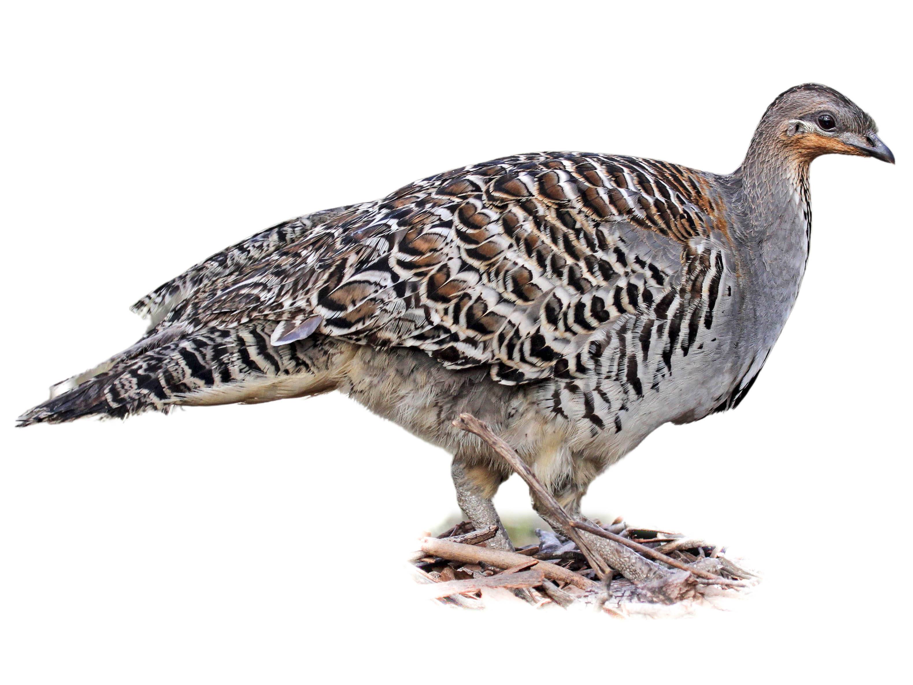 A photo of a Malleefowl (Leipoa ocellata)