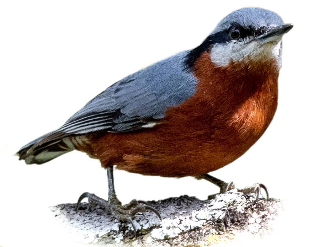 A photo of a Indian Nuthatch (Sitta castanea), male