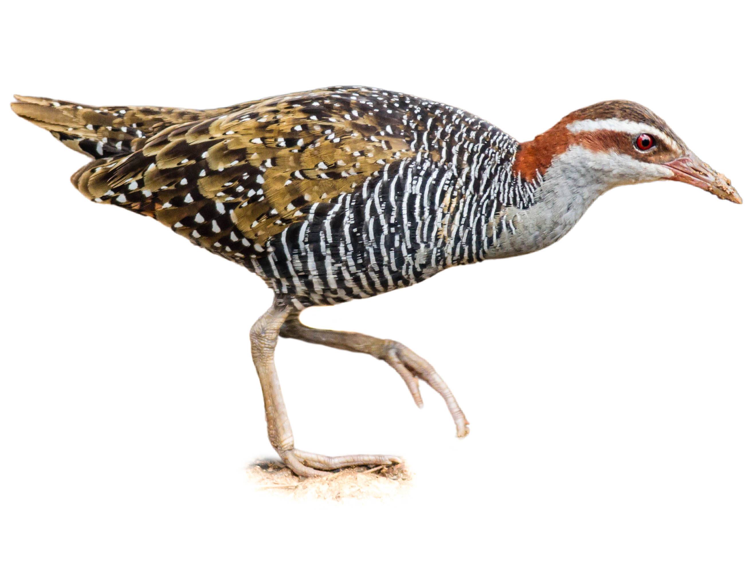 A photo of a Buff-banded Rail (Hypotaenidia philippensis)