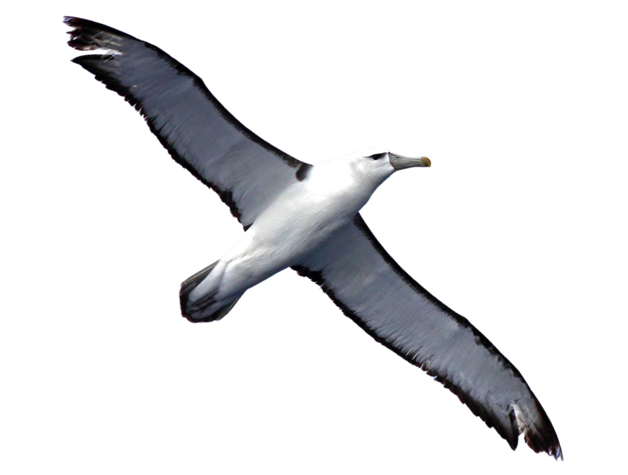 A photo of a Shy Albatross (Thalassarche cauta)