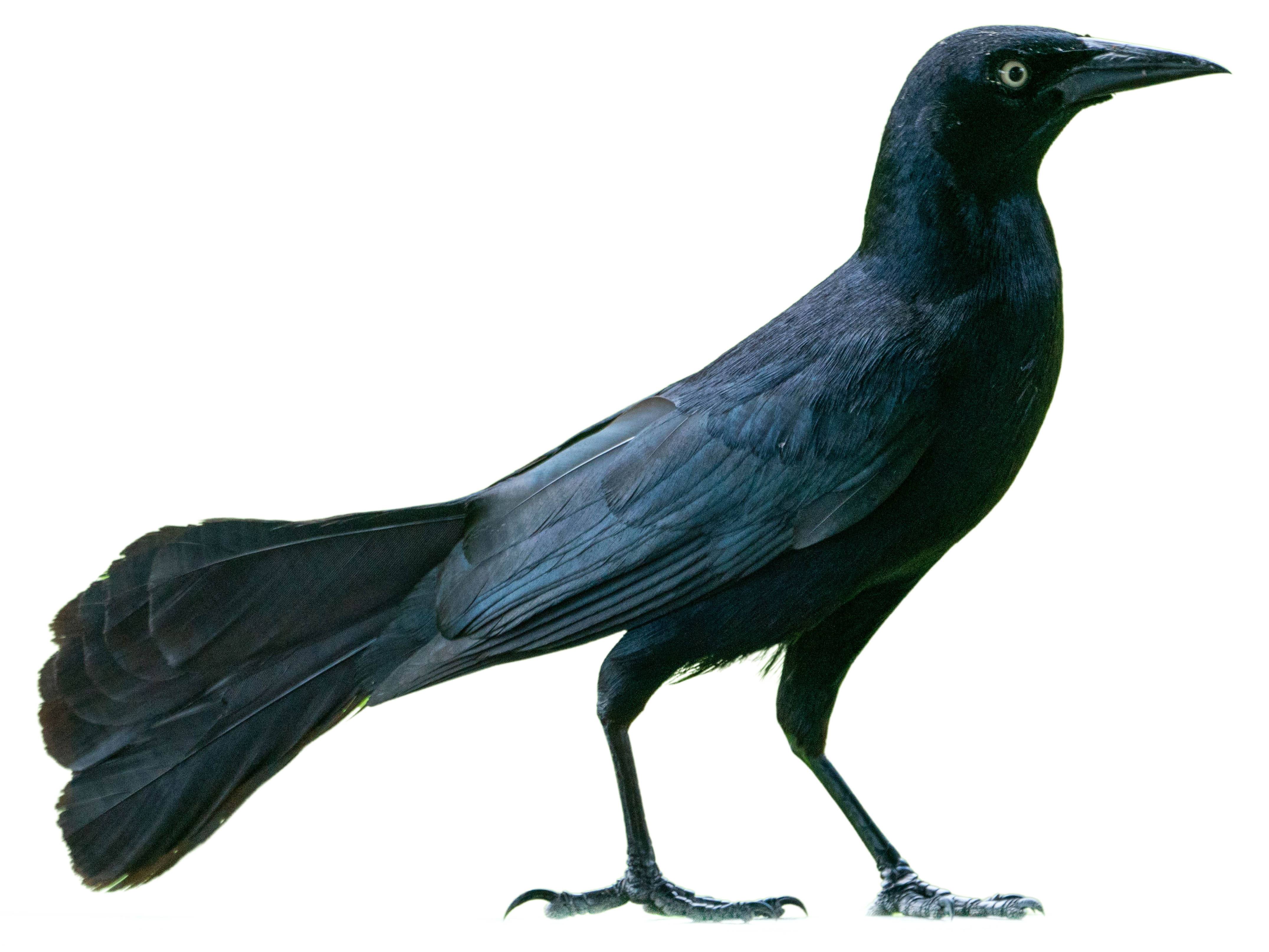 A photo of a Carib Grackle (Quiscalus lugubris)