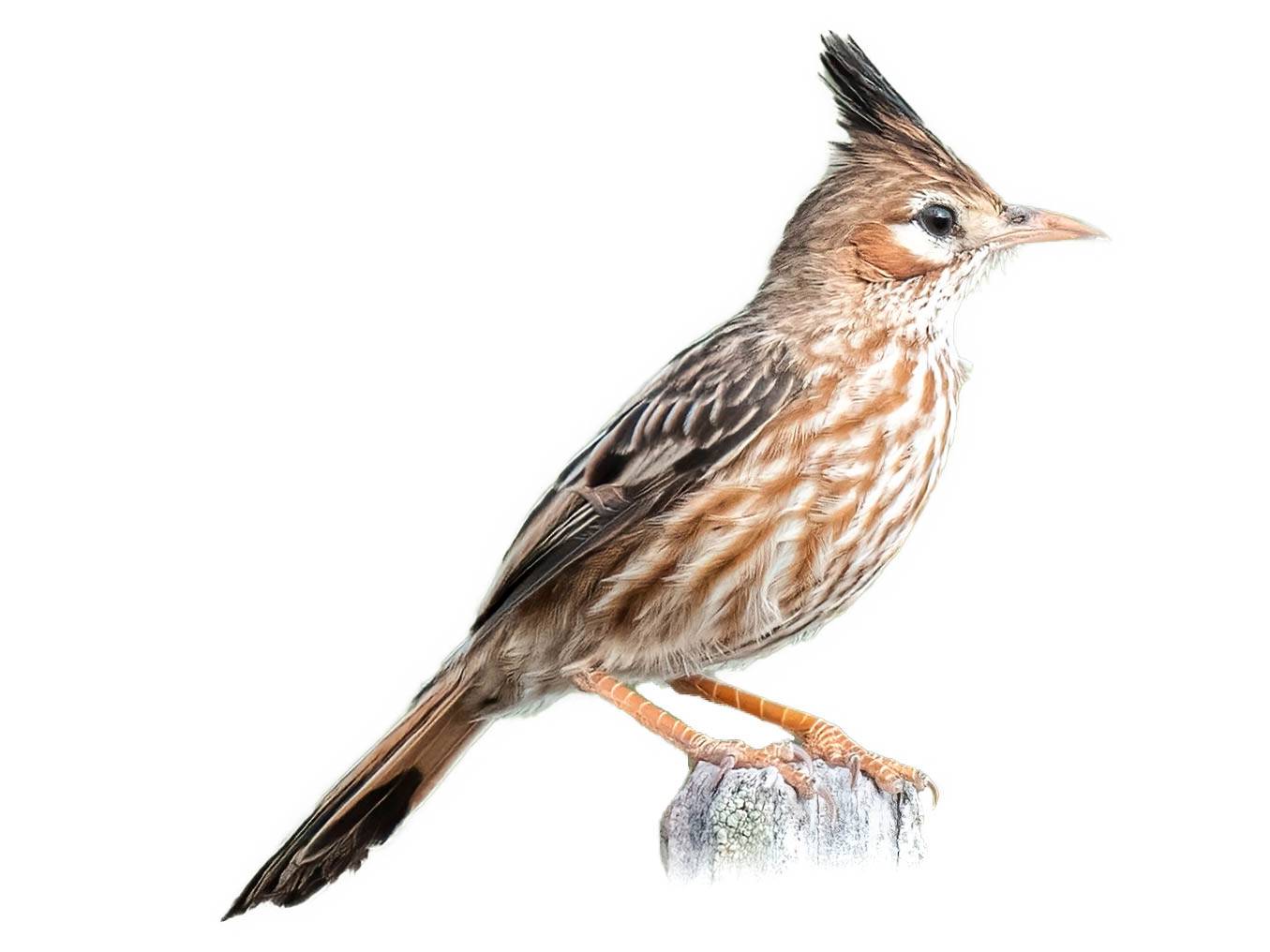 A photo of a Lark-like Brushrunner (Coryphistera alaudina)