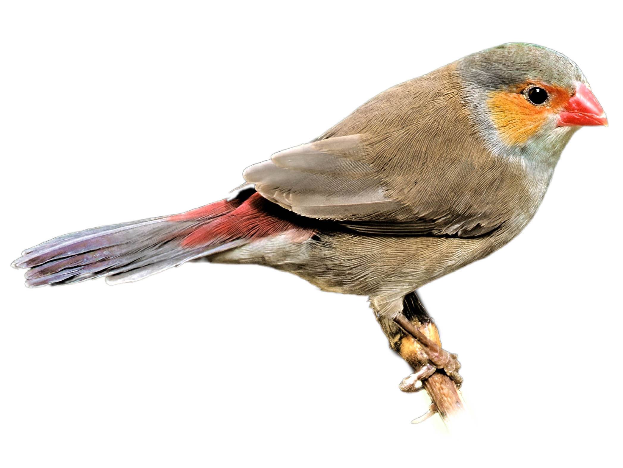 A photo of a Orange-cheeked Waxbill (Estrilda melpoda)