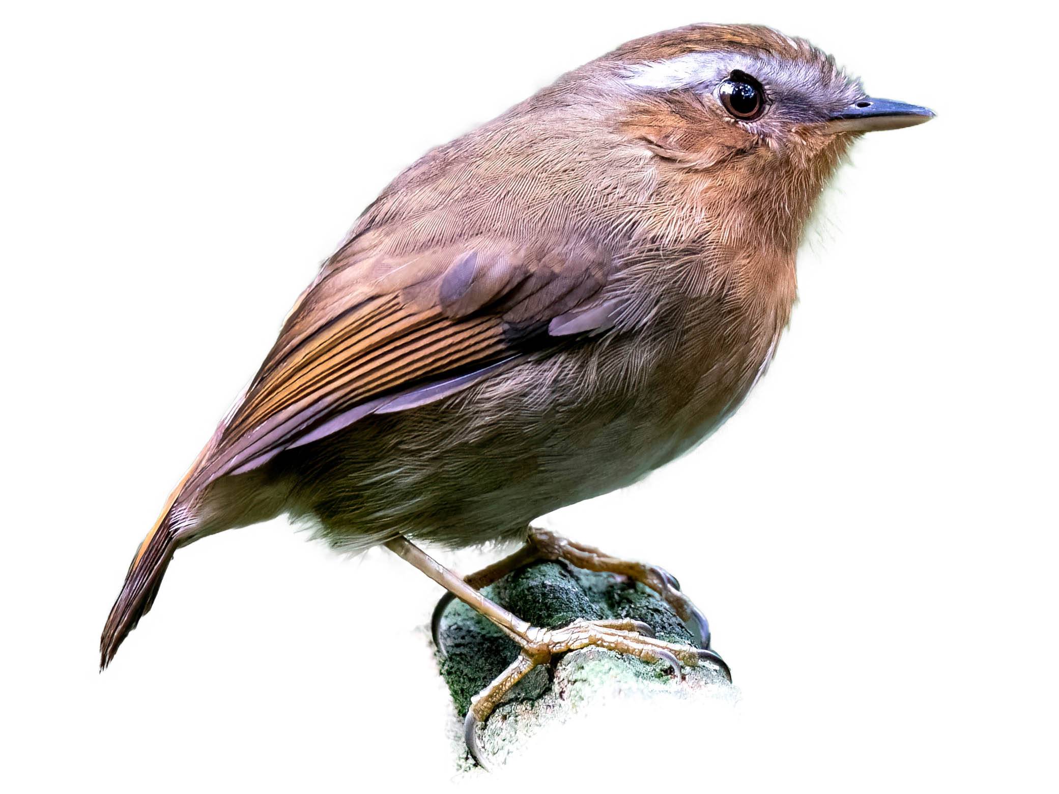 A photo of a Rufous Gnateater (Conopophaga lineata), male