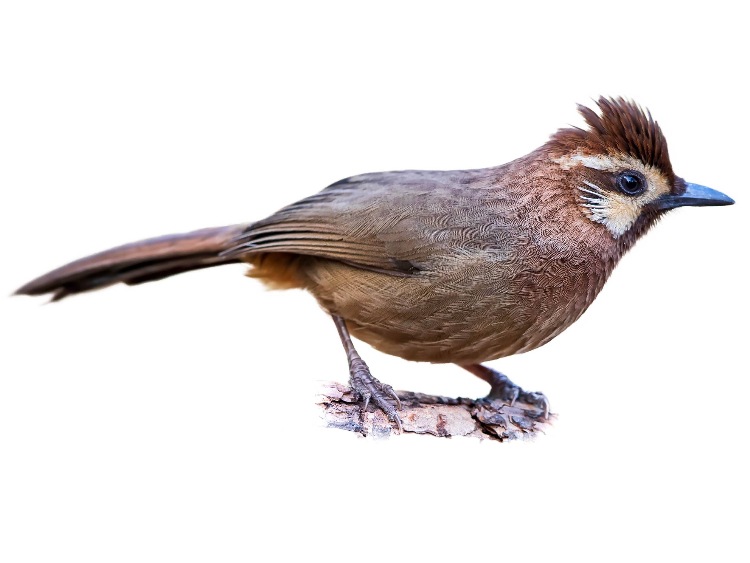 A photo of a White-browed Laughingthrush (Pterorhinus sannio)