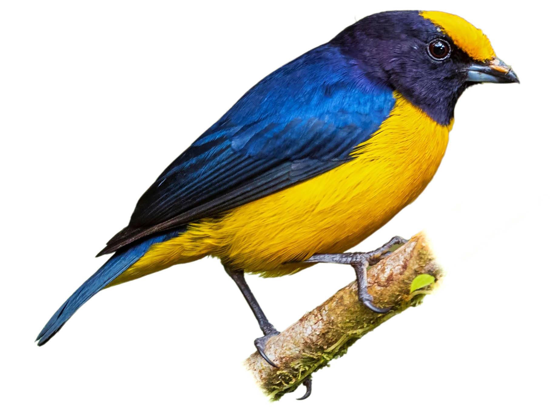 A photo of a Orange-bellied Euphonia (Euphonia xanthogaster), male