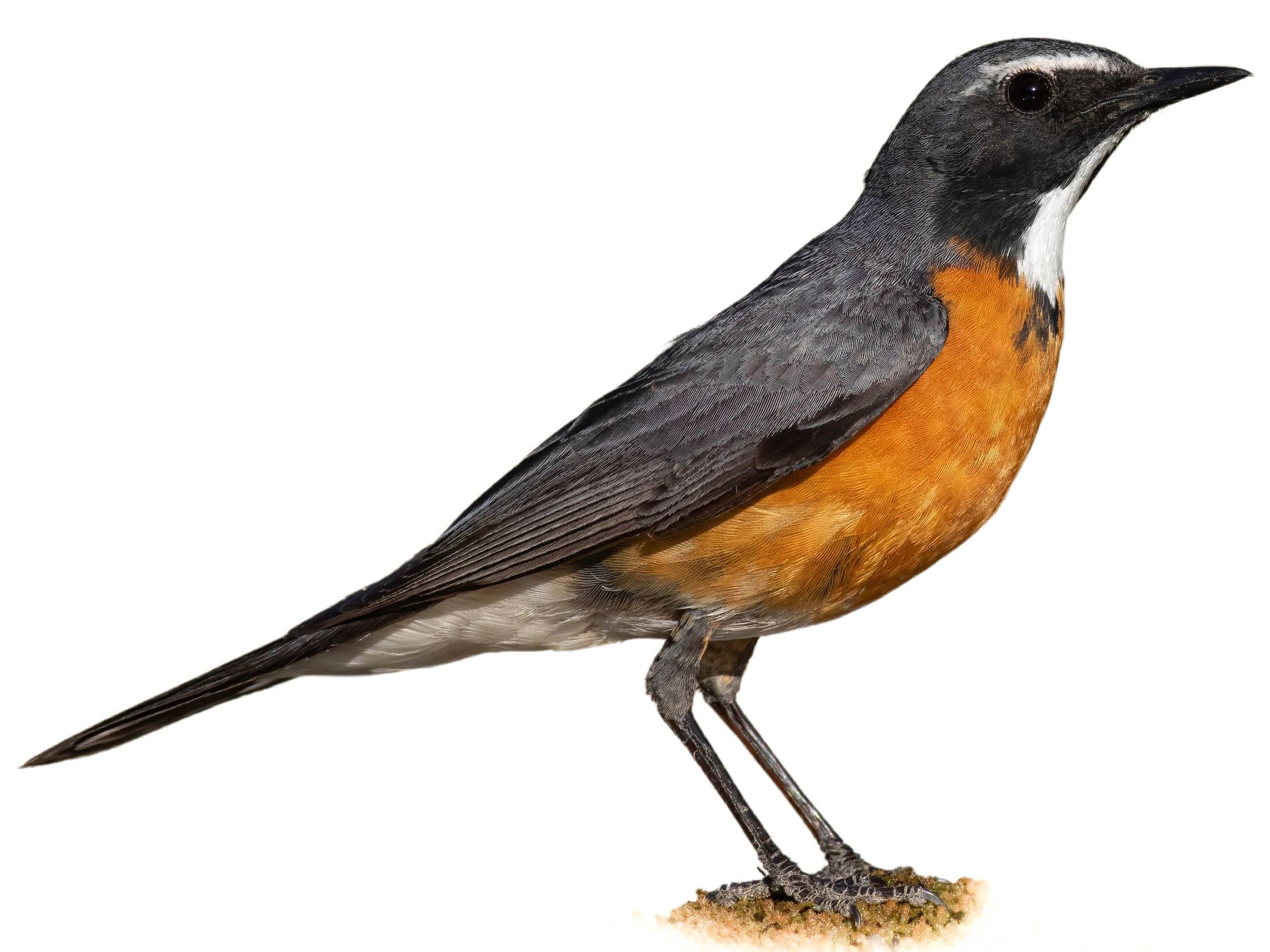 A photo of a White-throated Robin (Irania gutturalis), male