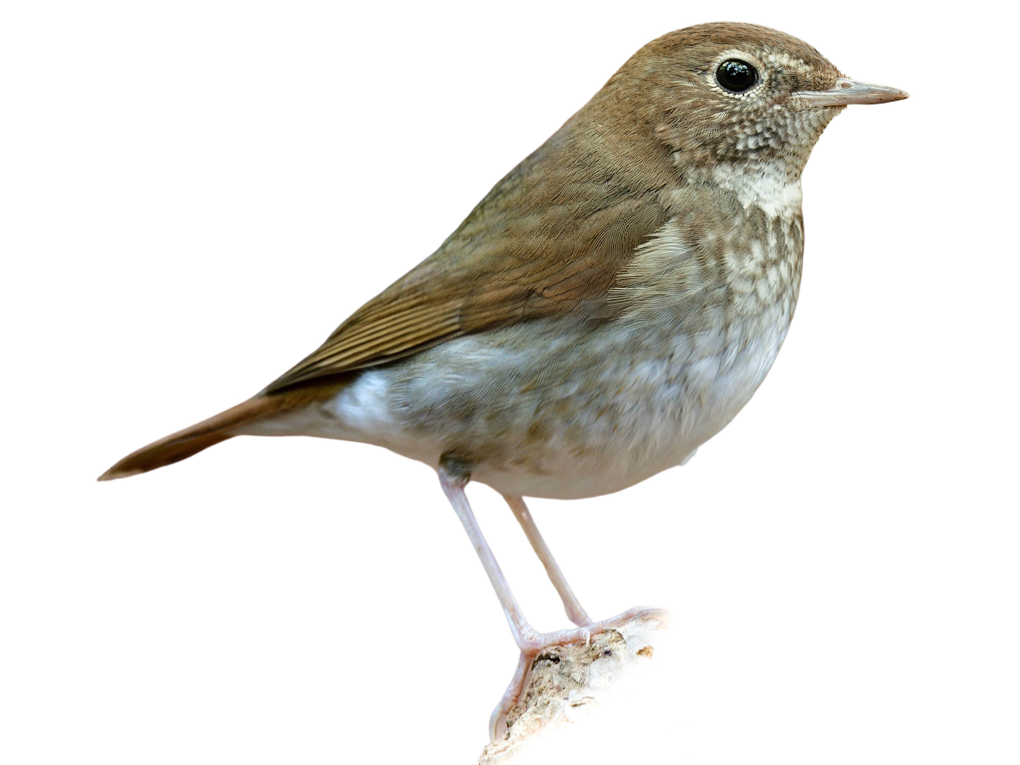 A photo of a Rufous-tailed Robin (Larvivora sibilans)