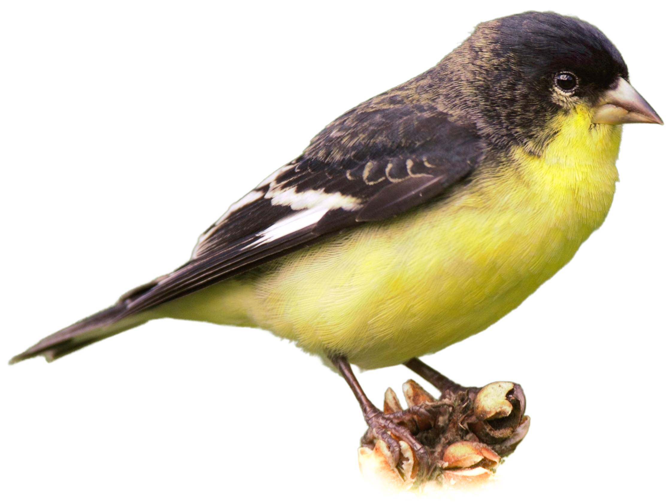 A photo of a Lesser Goldfinch (Spinus psaltria), male