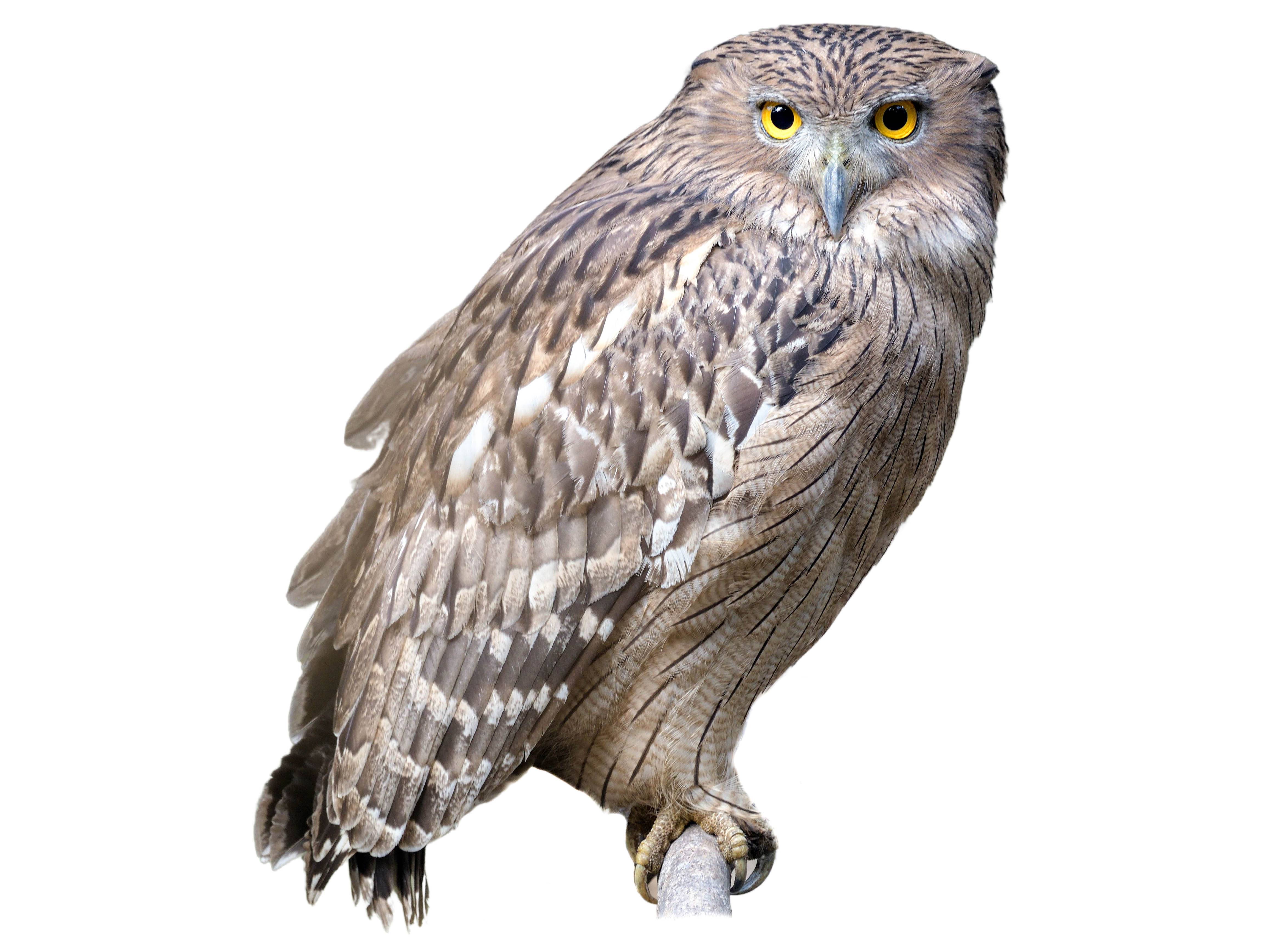 A photo of a Brown Fish Owl (Ketupa zeylonensis)