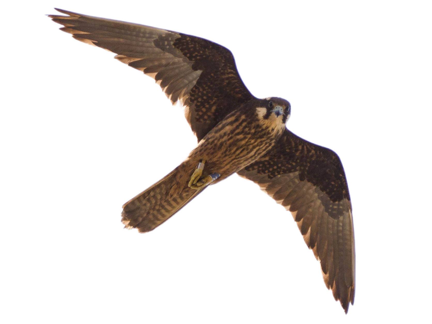 A photo of a Eleonora's Falcon (Falco eleonorae)