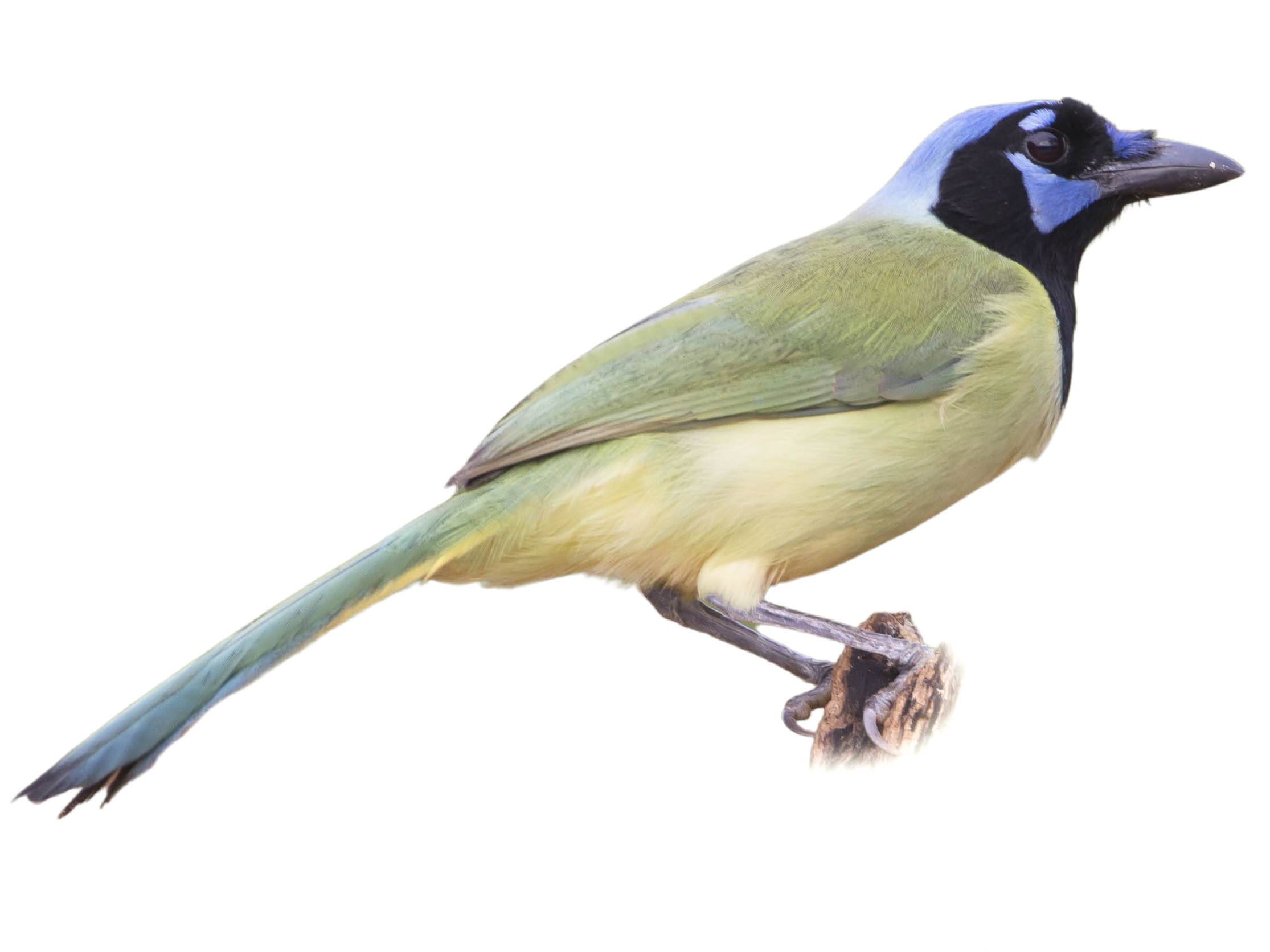 A photo of a Green Jay (Cyanocorax luxuosus)